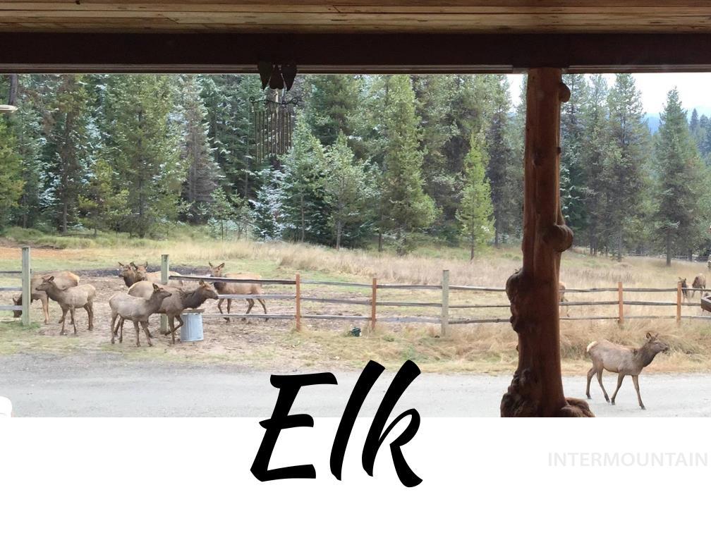 1400 Sweeney Hill Rd, Elk City, Idaho 83525, 3 Bedrooms, 1 Bathroom, Residential For Sale, Price $550,000, 98911247
