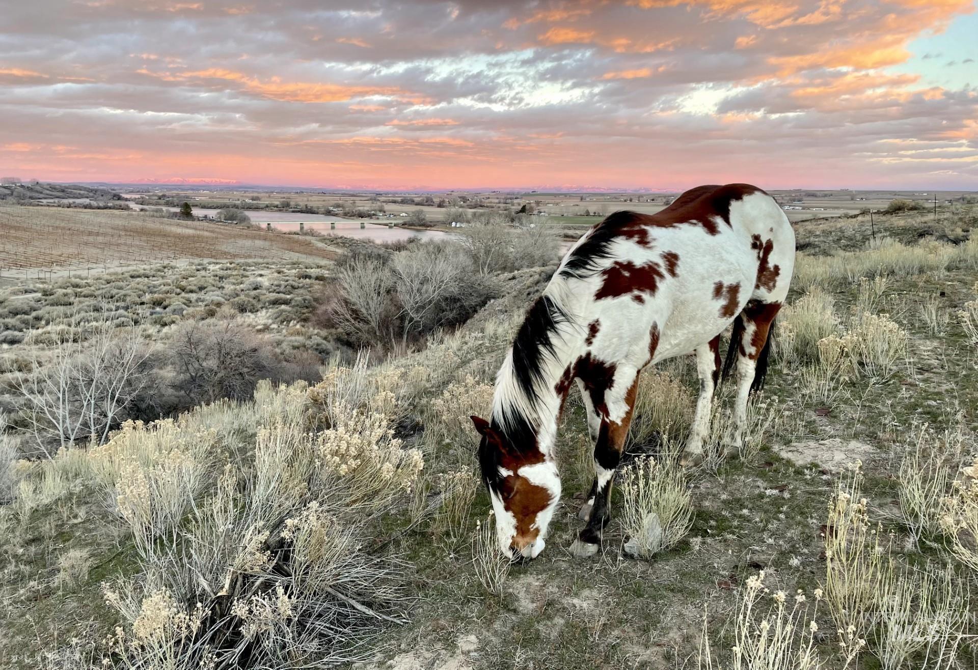 830 Snively Gulch Rd, Adrian, Oregon 97901, Farm & Ranch For Sale, Price $1,300,000, 98911672