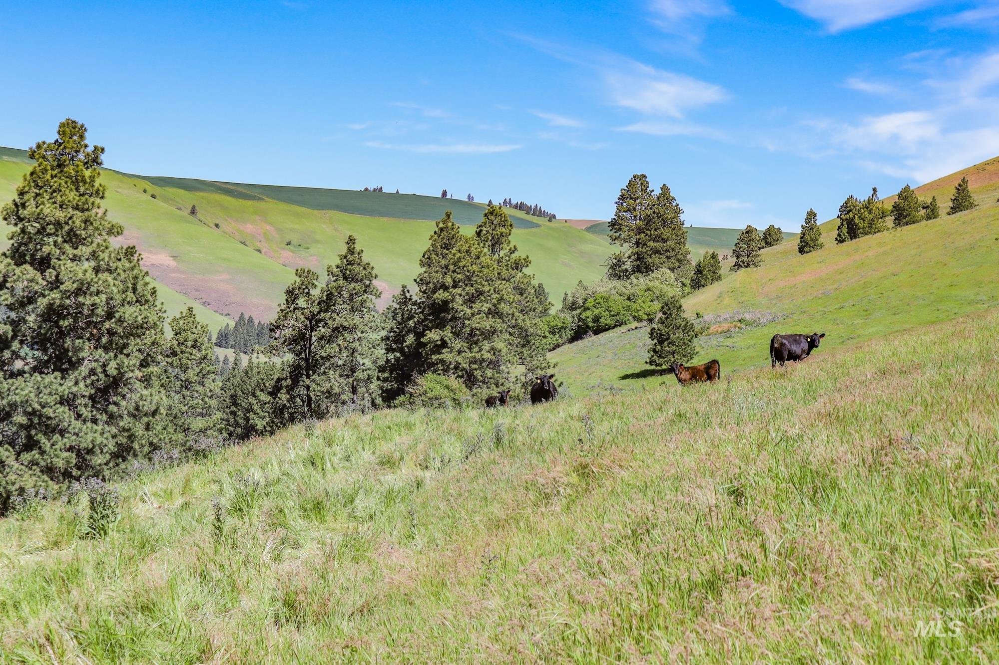 332 Wolf Fork Rd, Dayton, Washington 99328, Farm & Ranch For Sale, Price $3,417,000, 98911969