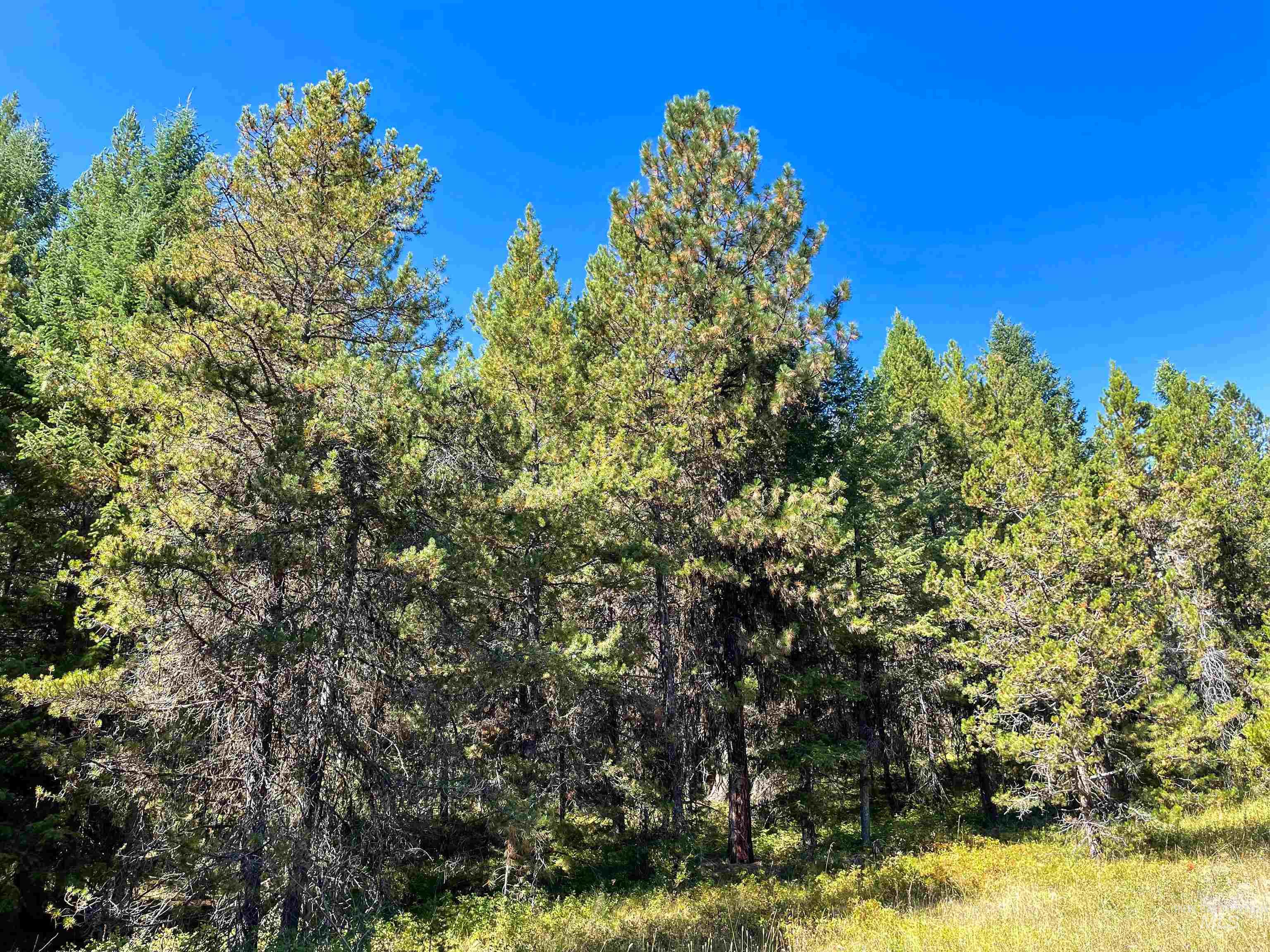 TBD 1-1 Horsethief Road, Cascade, Idaho 83611, Land For Sale, Price $748,230,MLS 98912249