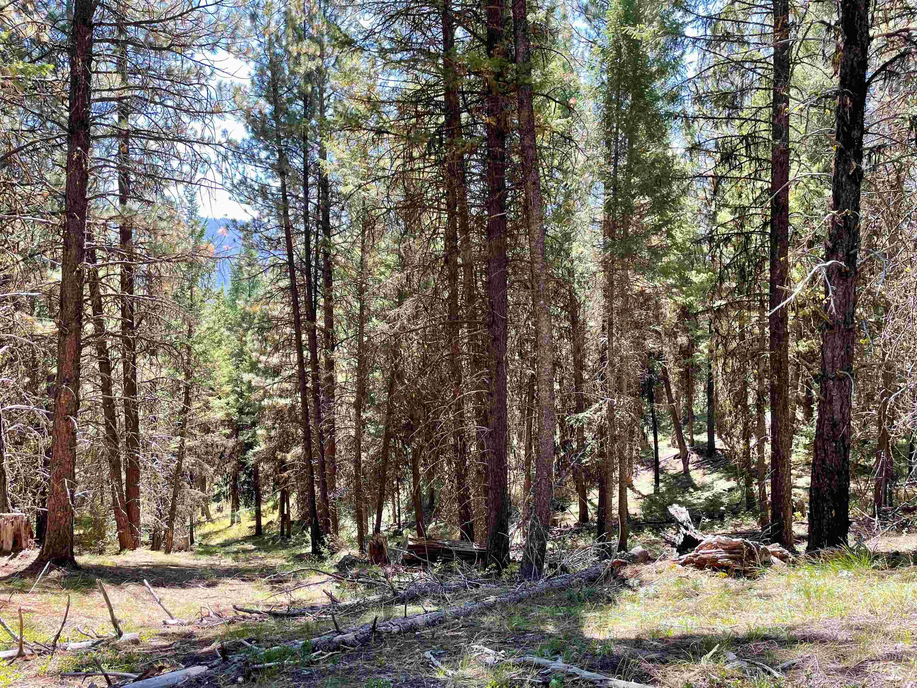 TBD 1-2 Horesthief Road, Cascade, Idaho 83611, Land For Sale, Price $342,335, 98912396