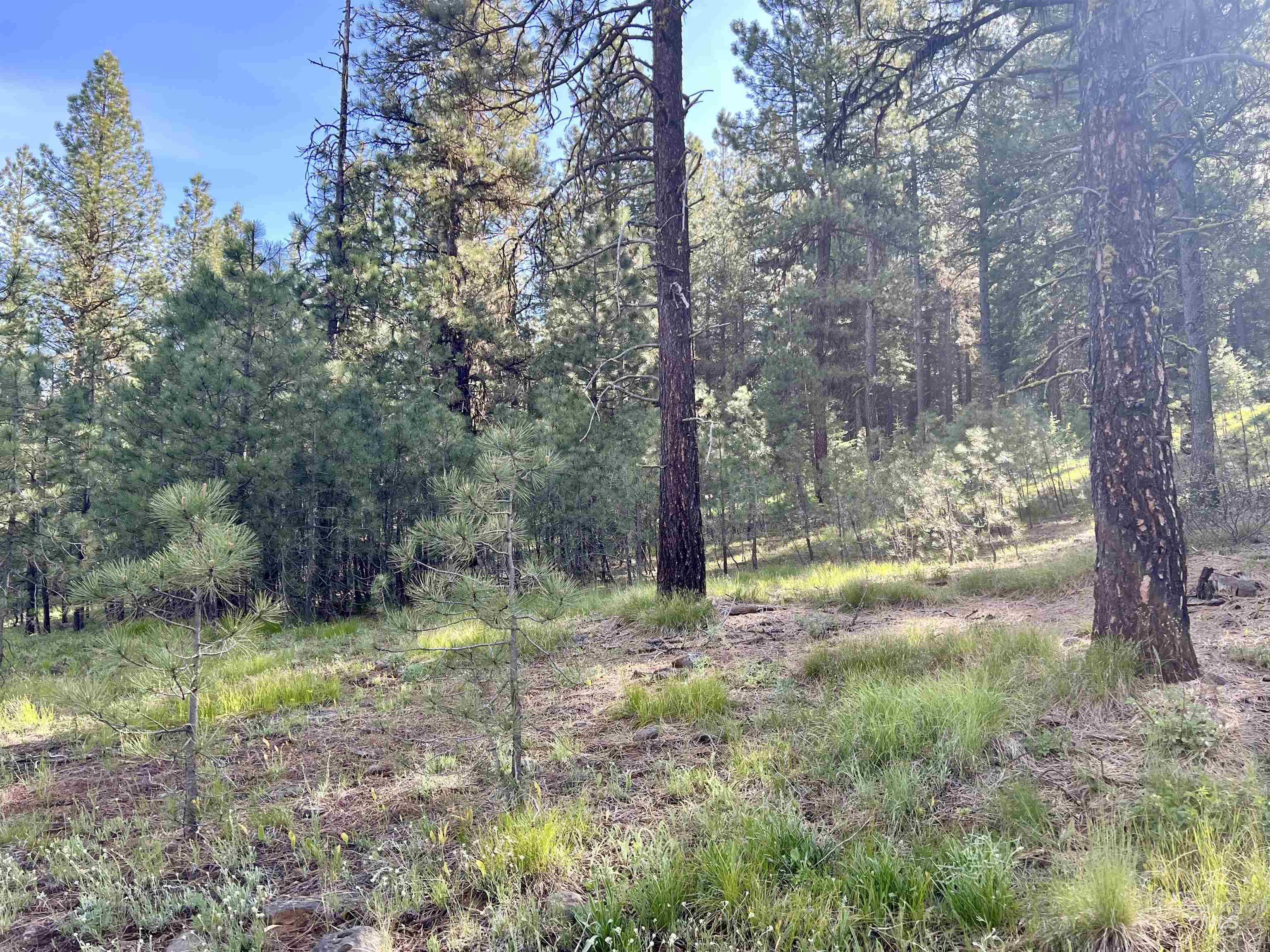 TBD Meadows Drive, New Meadows, Idaho 83654, Land For Sale, Price $299,000,MLS 98912624