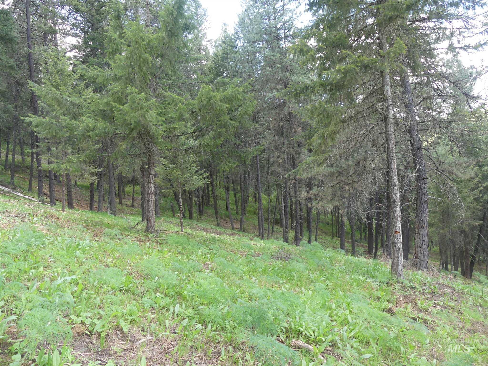 22743 Old Melrose Grade, Peck, Idaho 83545, Land For Sale, Price $250,000, 98915395