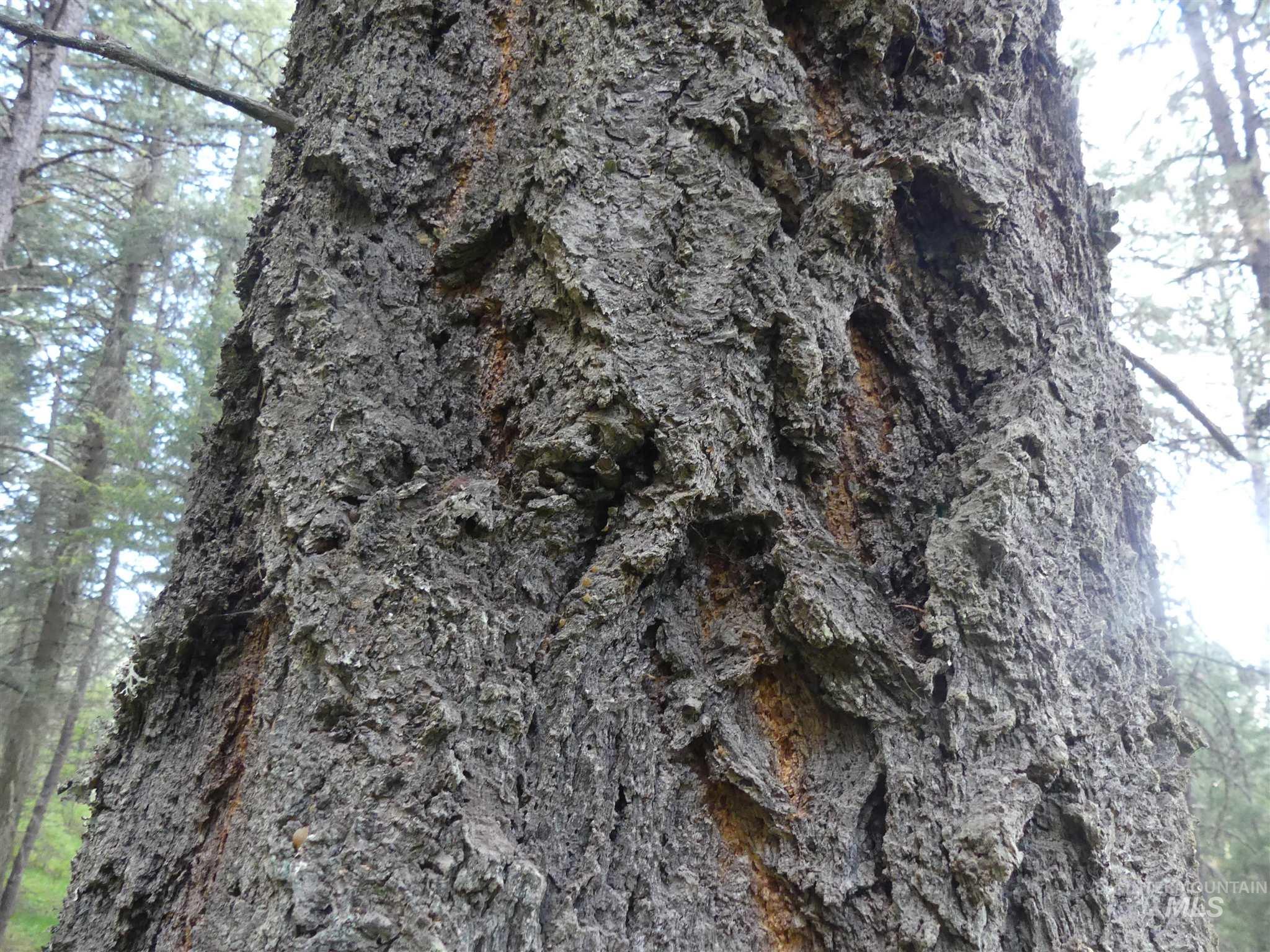 22743 Old Melrose Grade, Peck, Idaho 83545, Land For Sale, Price $250,000, 98915395