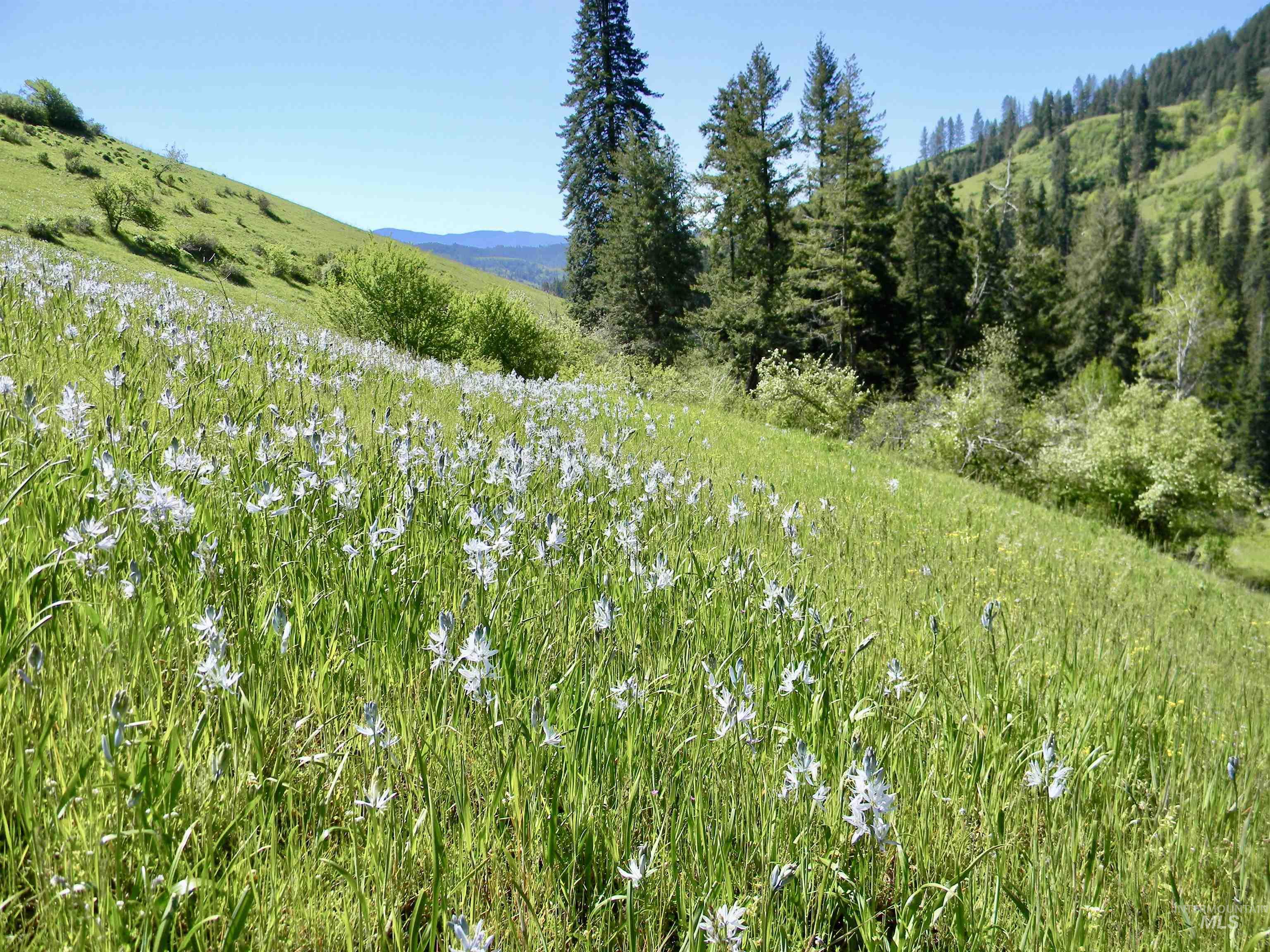 151 151 Ranta Rd, Kooskia, Idaho 83539, 4 Bedrooms, 5 Bathrooms, Farm & Ranch For Sale, Price $7,550,000, 98915858