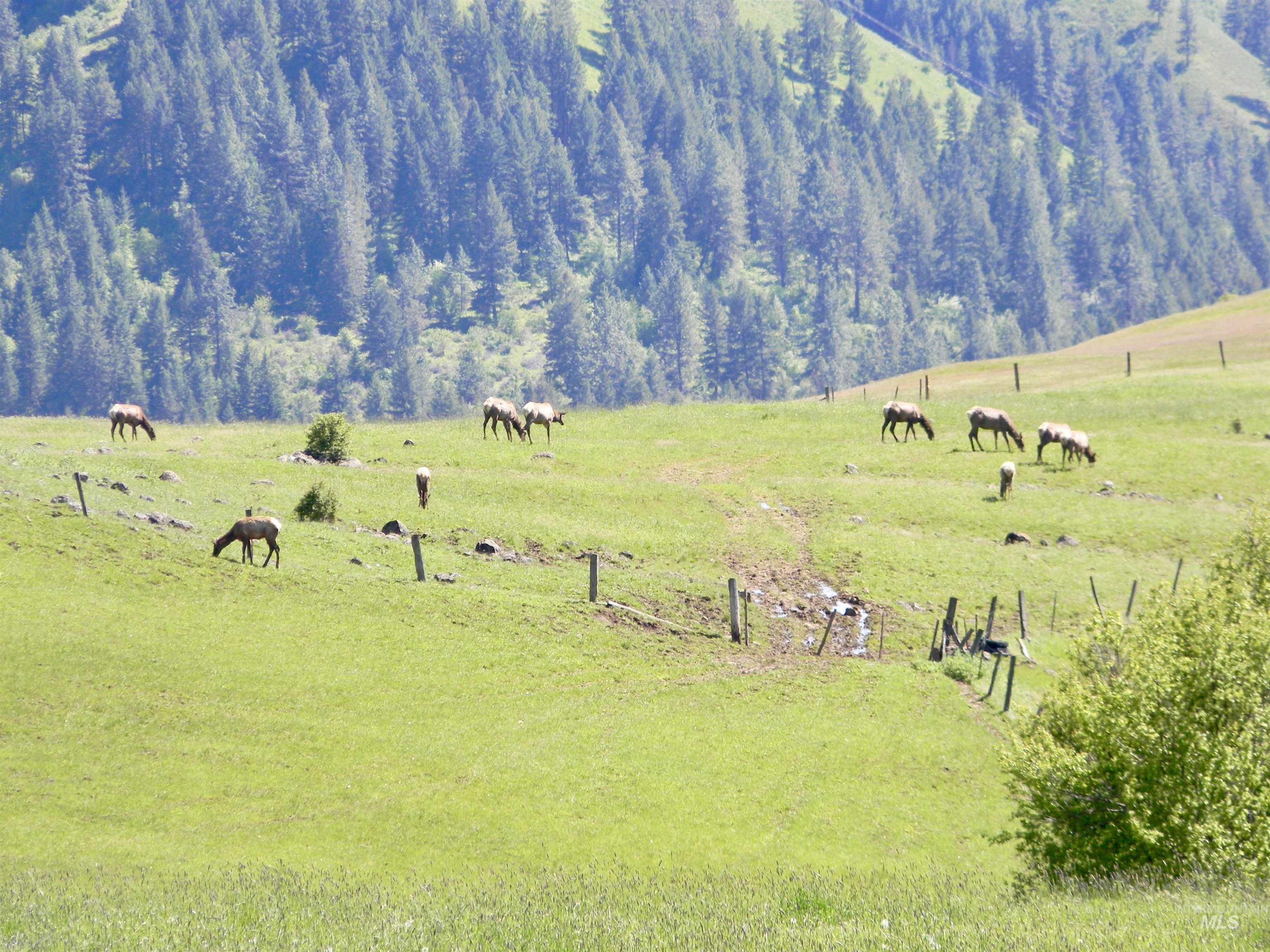 151 151 Ranta Rd, Kooskia, Idaho 83539, 4 Bedrooms, 5 Bathrooms, Farm & Ranch For Sale, Price $7,550,000, 98915858