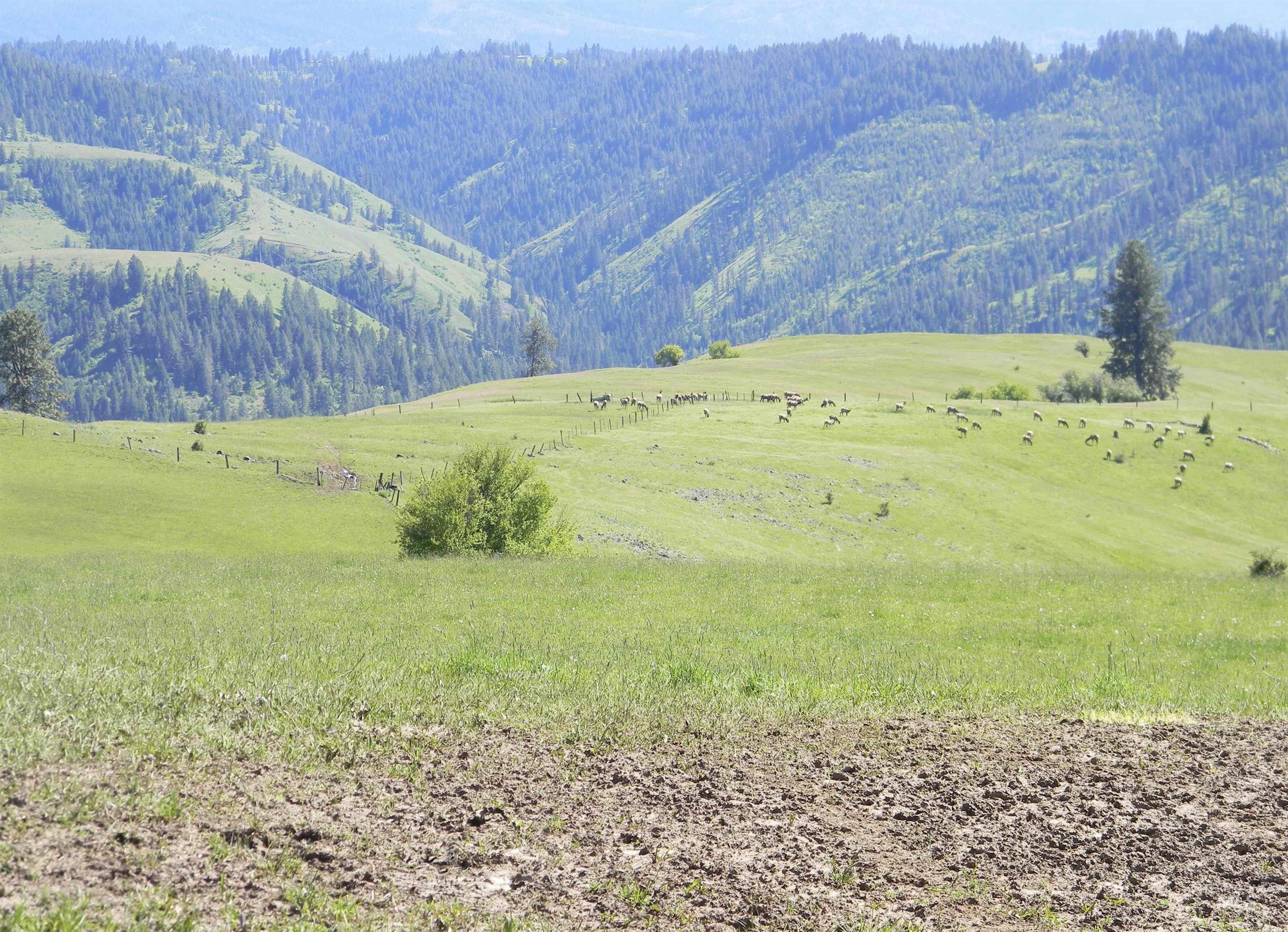 151 151 Ranta Rd, Kooskia, Idaho 83539, 4 Bedrooms, 5 Bathrooms, Farm & Ranch For Sale, Price $7,550,000, 98915858