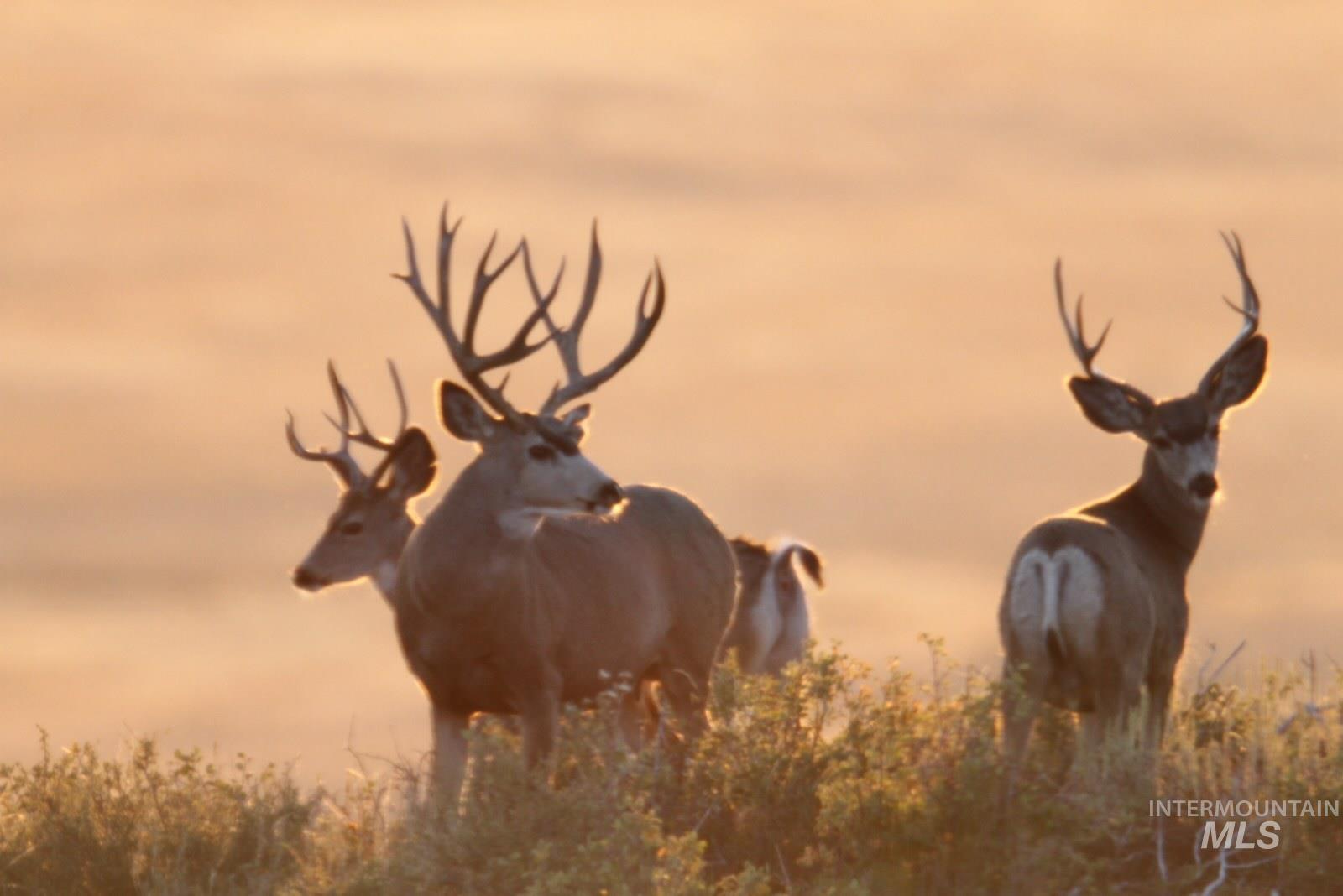 Monument Gulch 320, Fairfield, Idaho 83337, Land For Sale, Price $1,400,000, 98916793