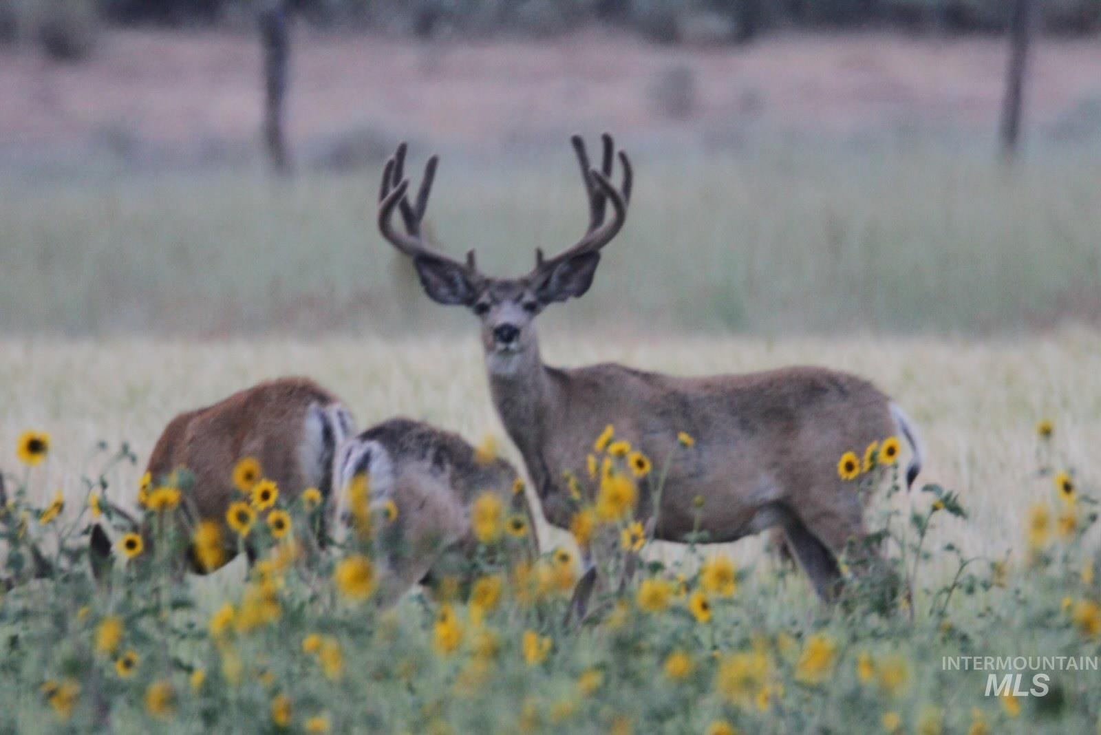 Monument Gulch 320, Fairfield, Idaho 83337, Land For Sale, Price $1,400,000, 98916793