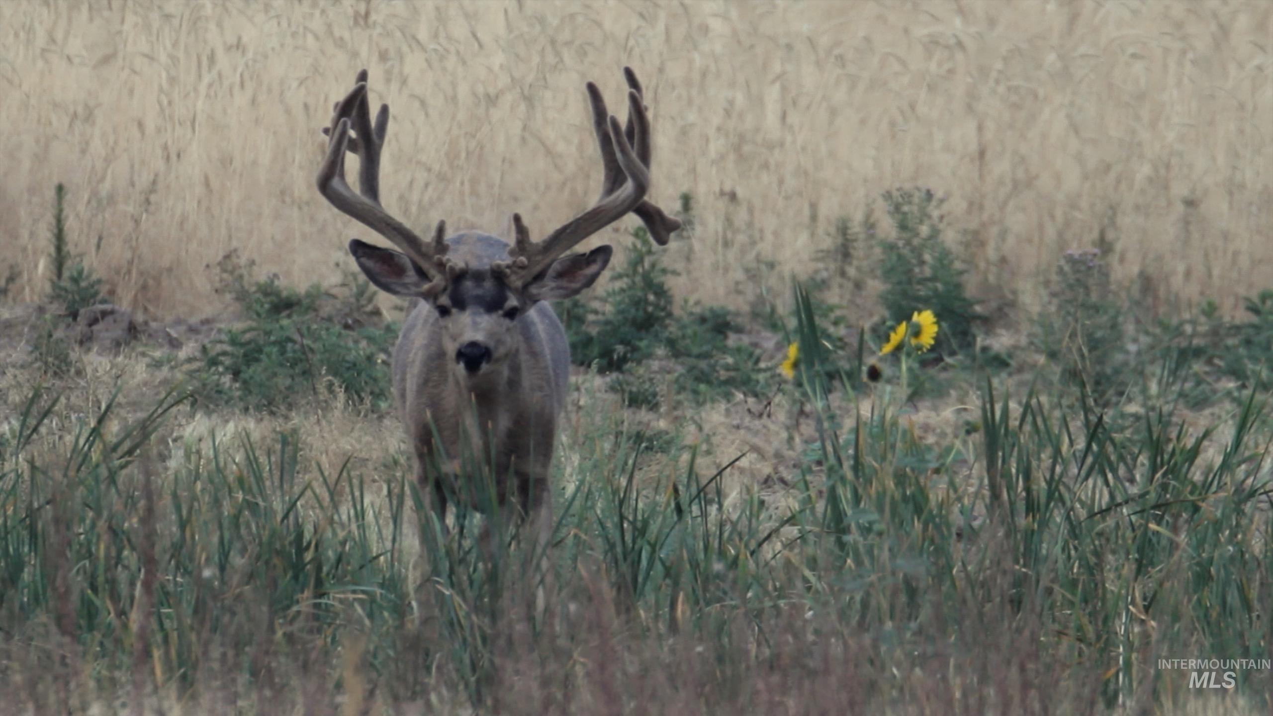 Monument Gulch 320, Fairfield, Idaho 83337, Land For Sale, Price $1,400,000, 98916793