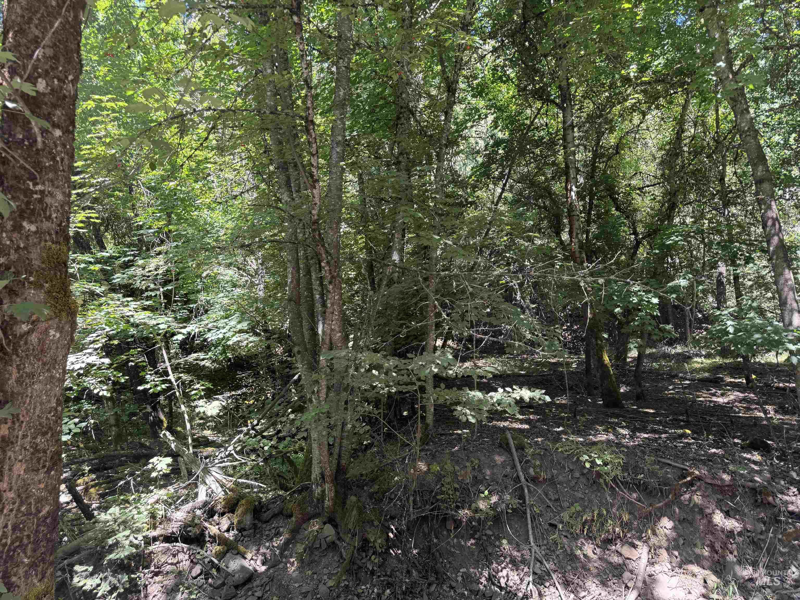 187 Deer Creek Rd, Orofino, Idaho 83544, Land For Sale, Price $45,000, 98917163