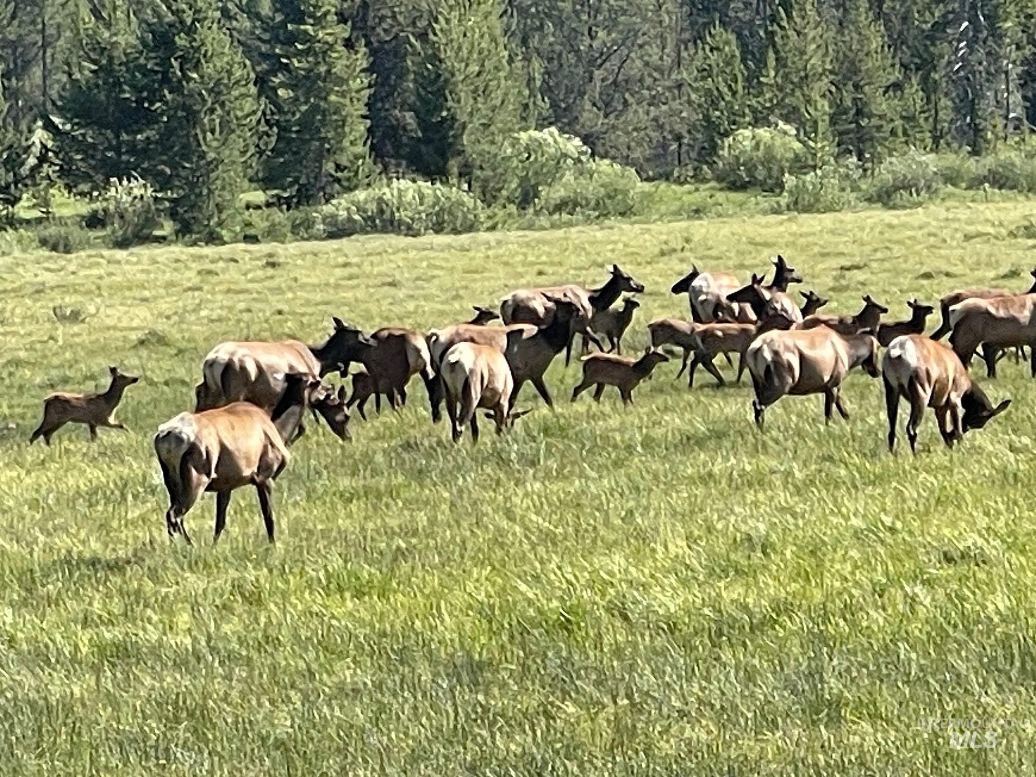 TBD Hwy 21, Stanley, Idaho 83278, Land For Sale, Price $2,500,000, 98917268