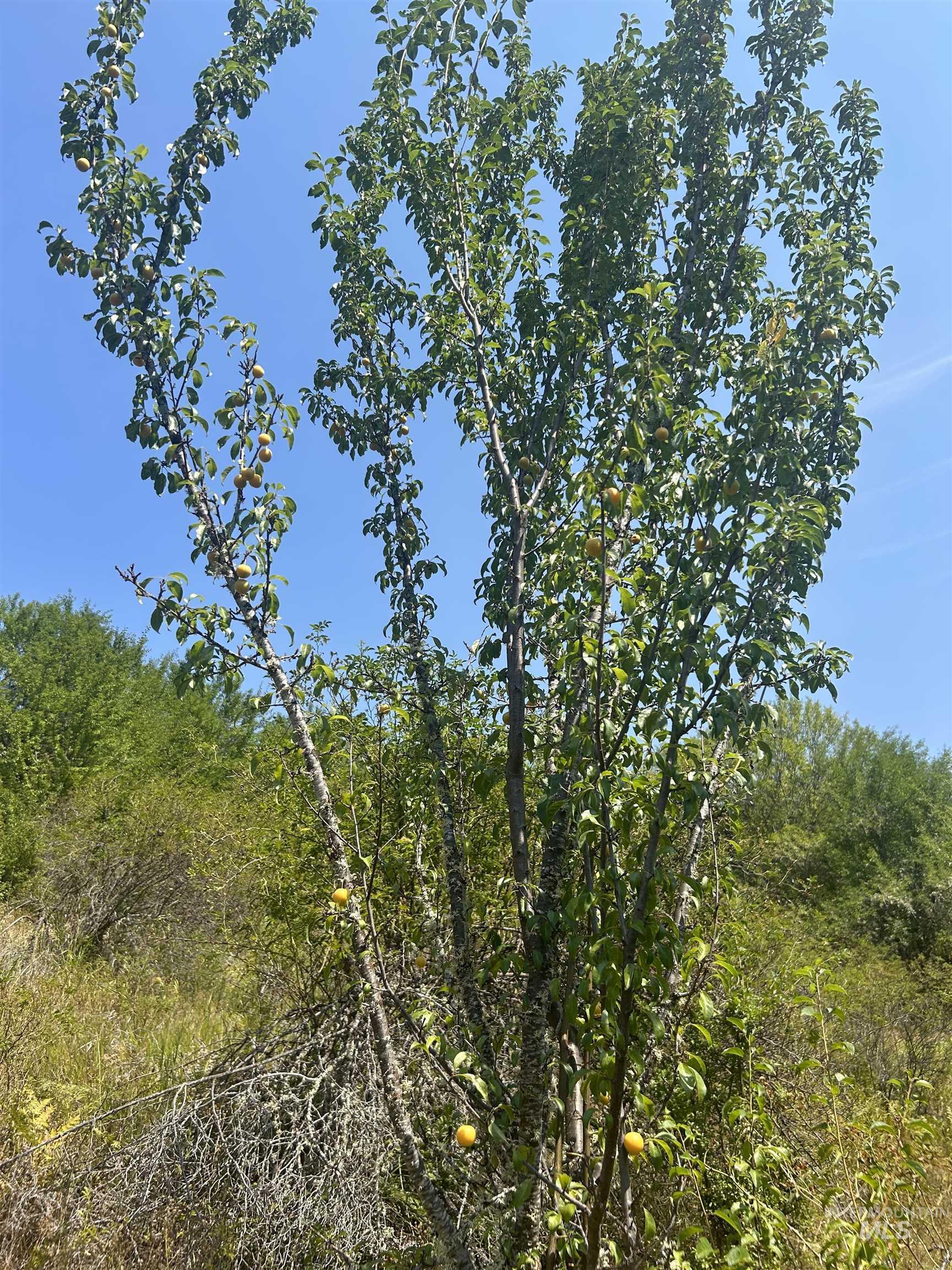 1068 Clearcreek Road, Kooskia, Idaho 83539, Land For Sale, Price $139,900, 98920039