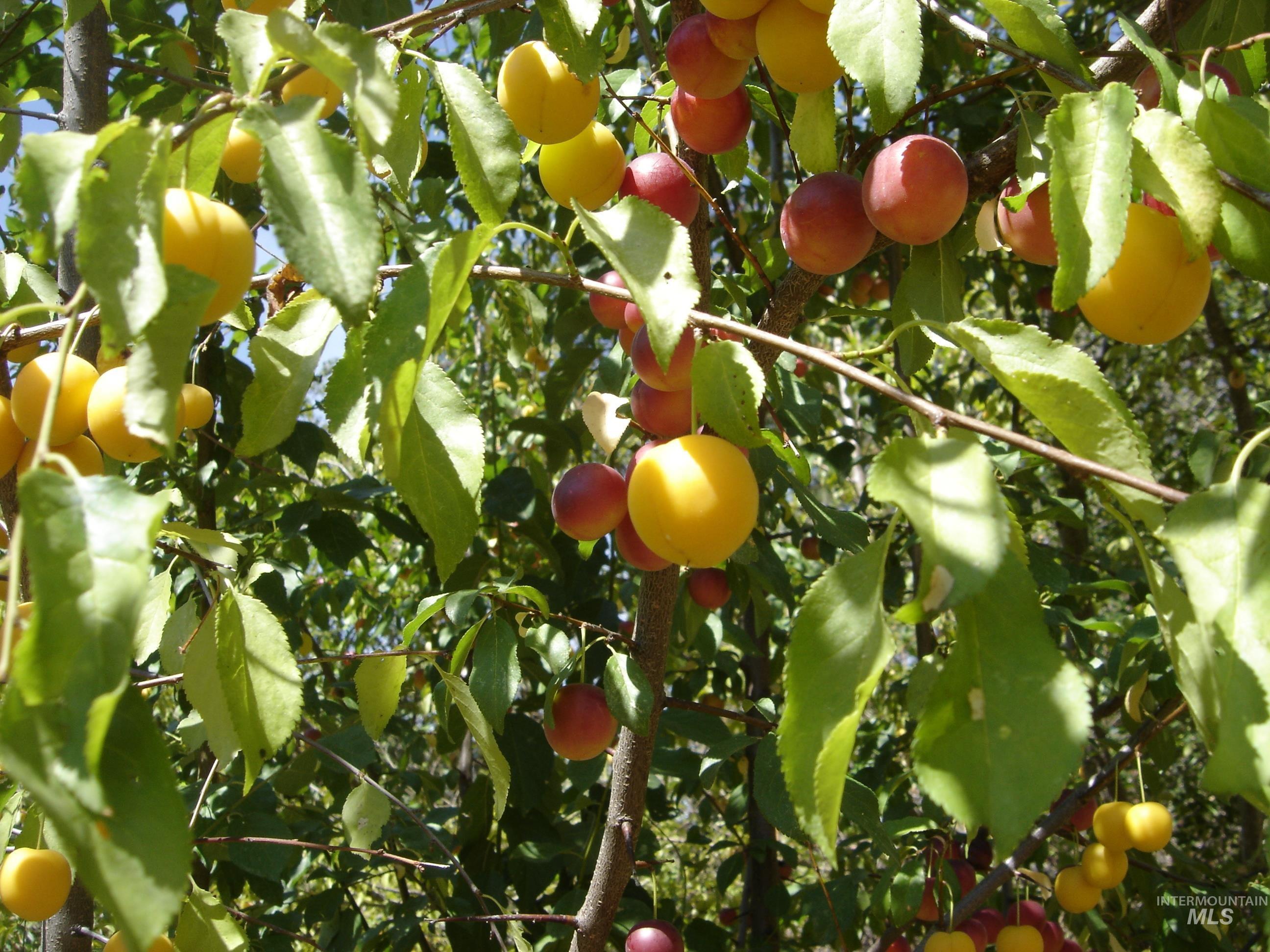 1068 Clearcreek Road, Kooskia, Idaho 83539, Land For Sale, Price $139,900, 98920039