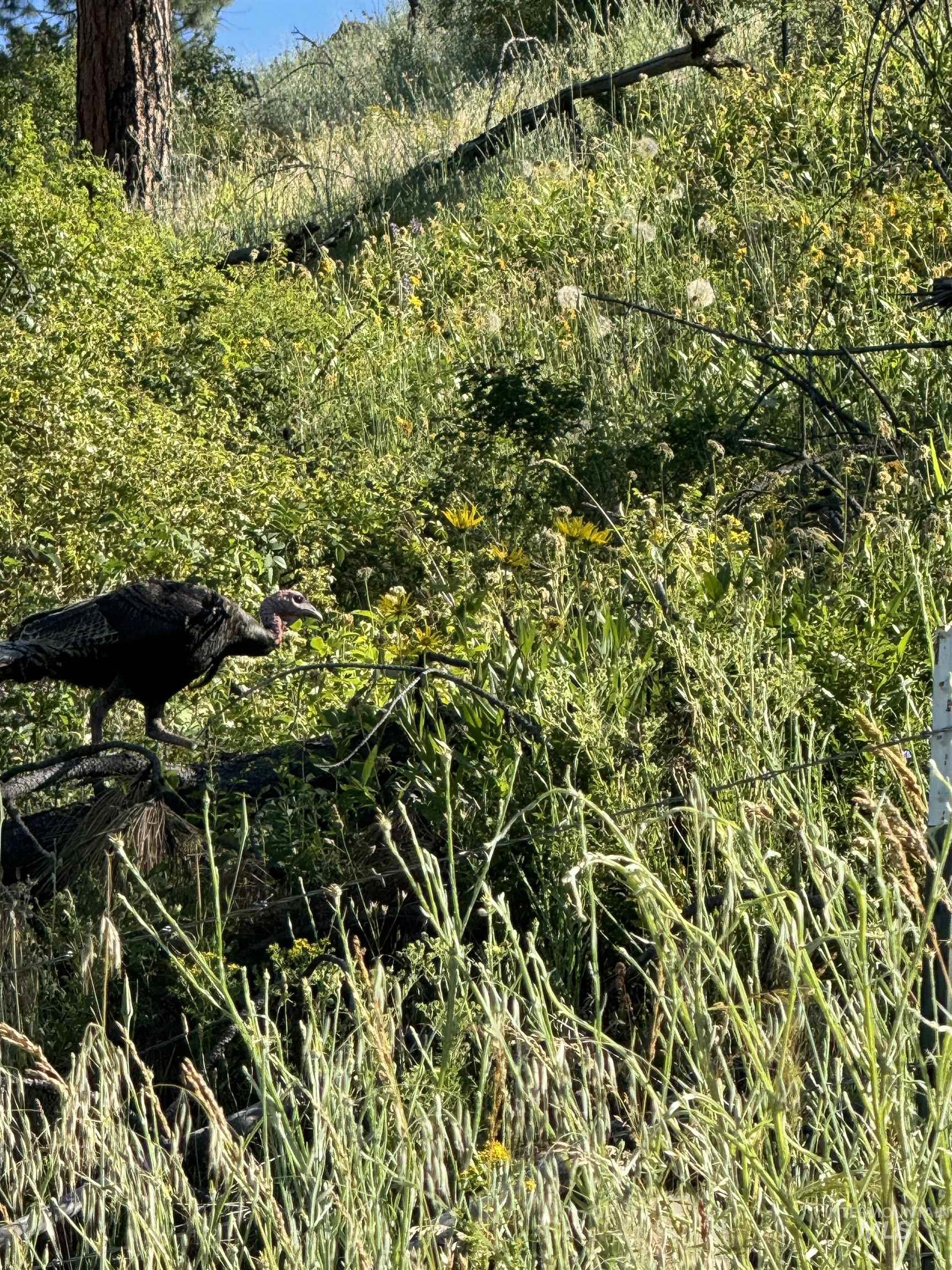 TBD Lot #3 Beaverslide Rd, Kamiah, Idaho 83536, Land For Sale, Price $175,000, 98920321