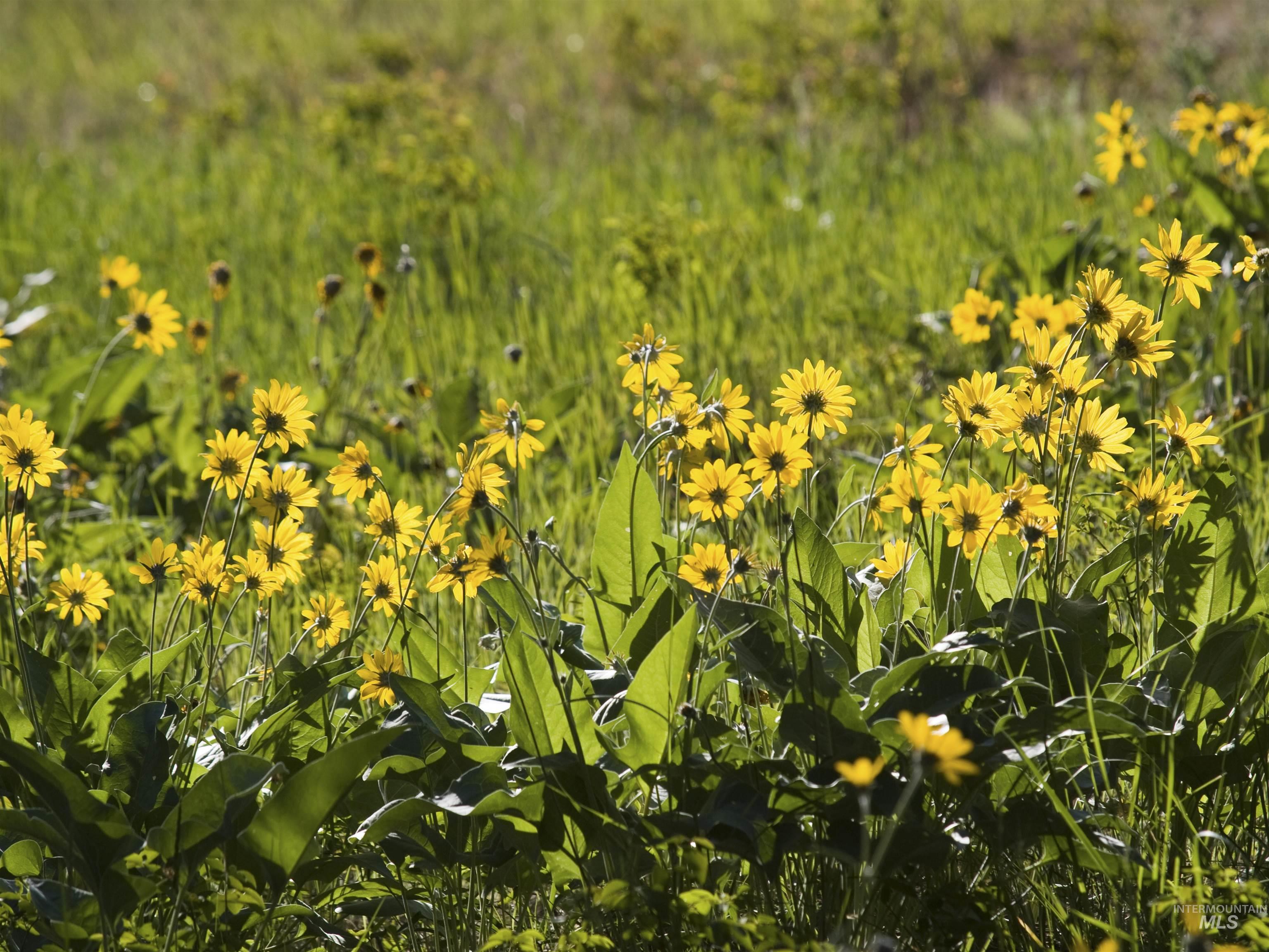 Lot 50 Block 7 Wapiti Ct., Garden Valley, Idaho 83622, Land For Sale, Price $80,000, 98922564