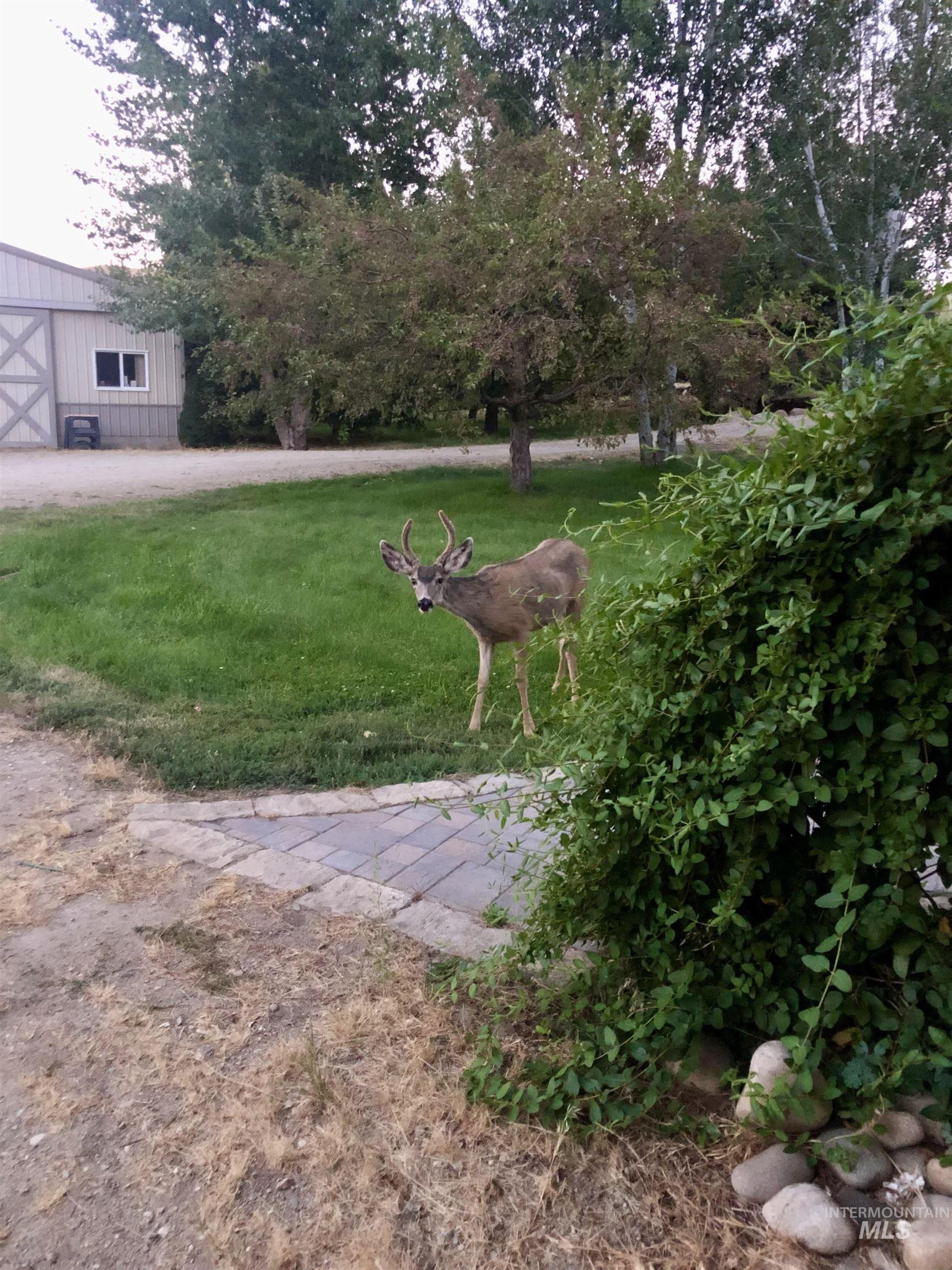 6856 Highway 55, Horseshoe Bend, Idaho 83629, 3 Bedrooms, 3 Bathrooms, Residential For Sale, Price $1,498,000, 98923100