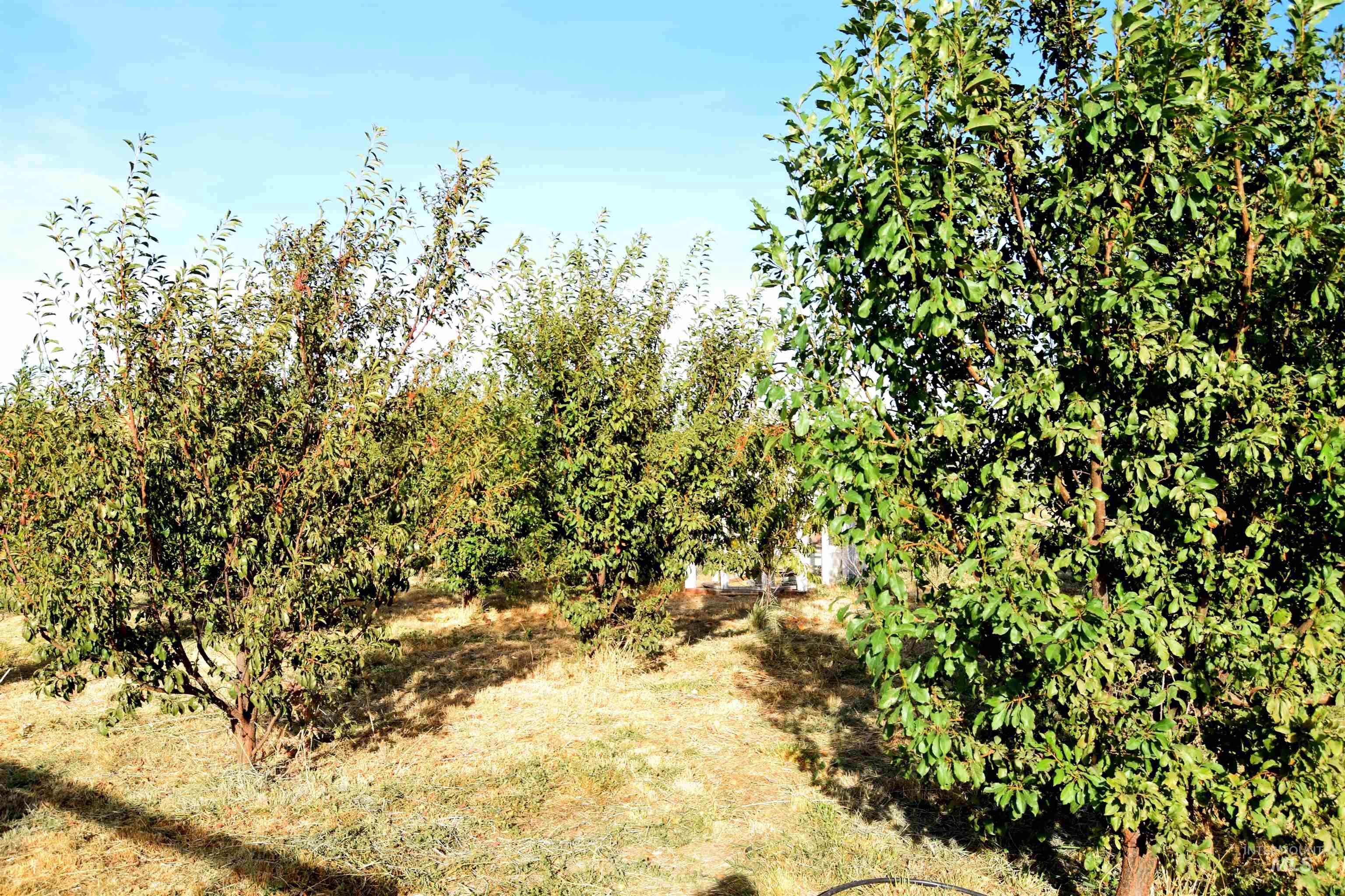 5654 Hillview, Emmett, Idaho 83617, 3 Bedrooms, 1.5 Bathrooms, Residential For Sale, Price $499,999, 98925486