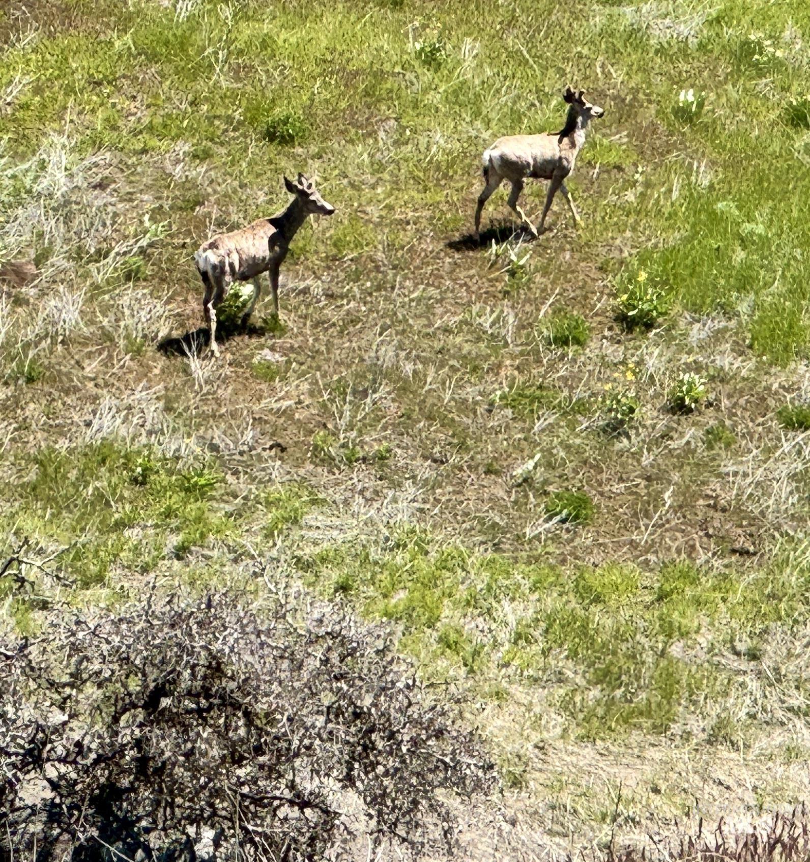 35 ac Timber Butte Rd, Sweet, Idaho 83670, Land For Sale, Price $395,000, 98925536