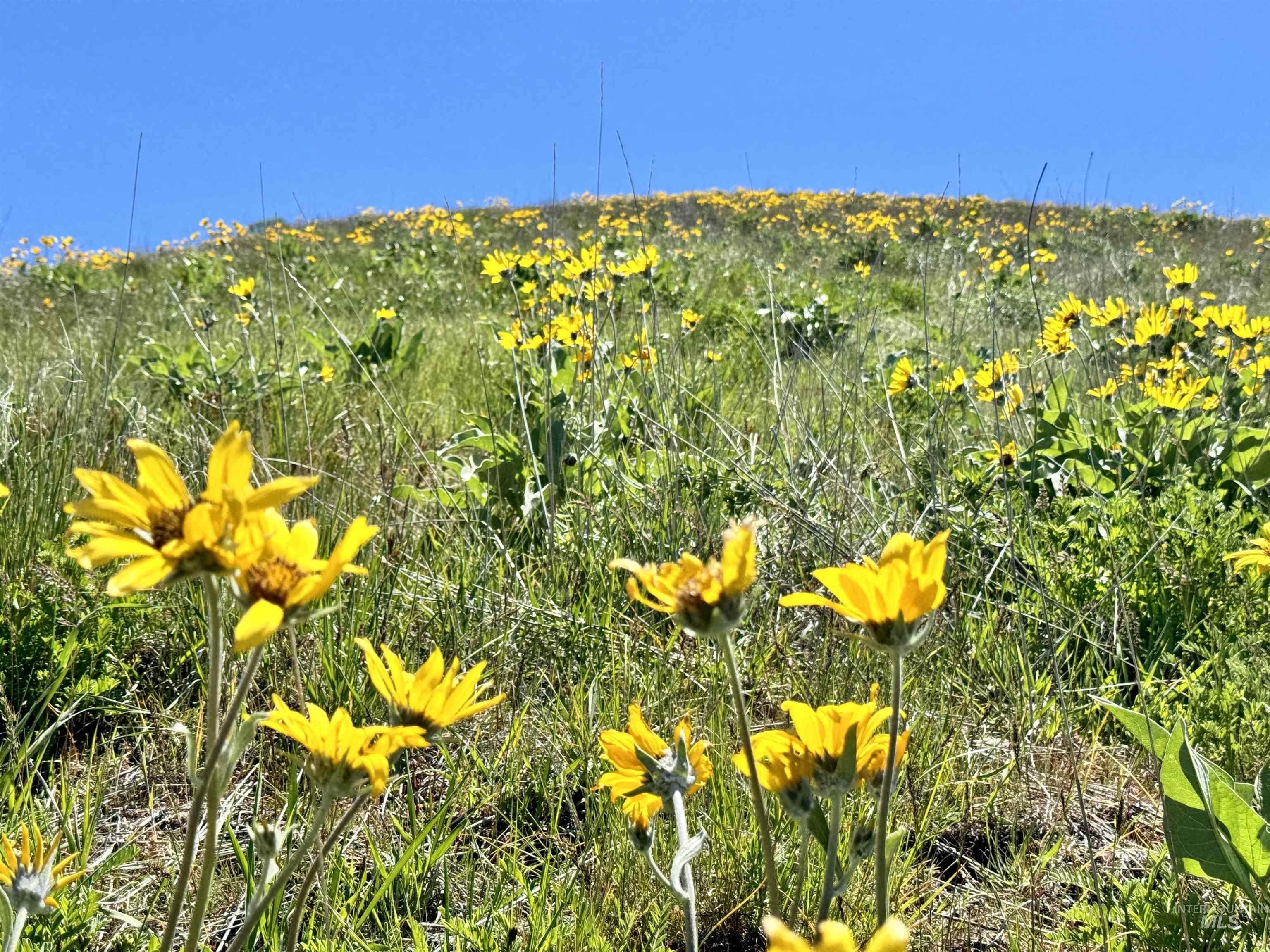 35 ac Timber Butte Rd, Sweet, Idaho 83670, Land For Sale, Price $395,000, 98925536