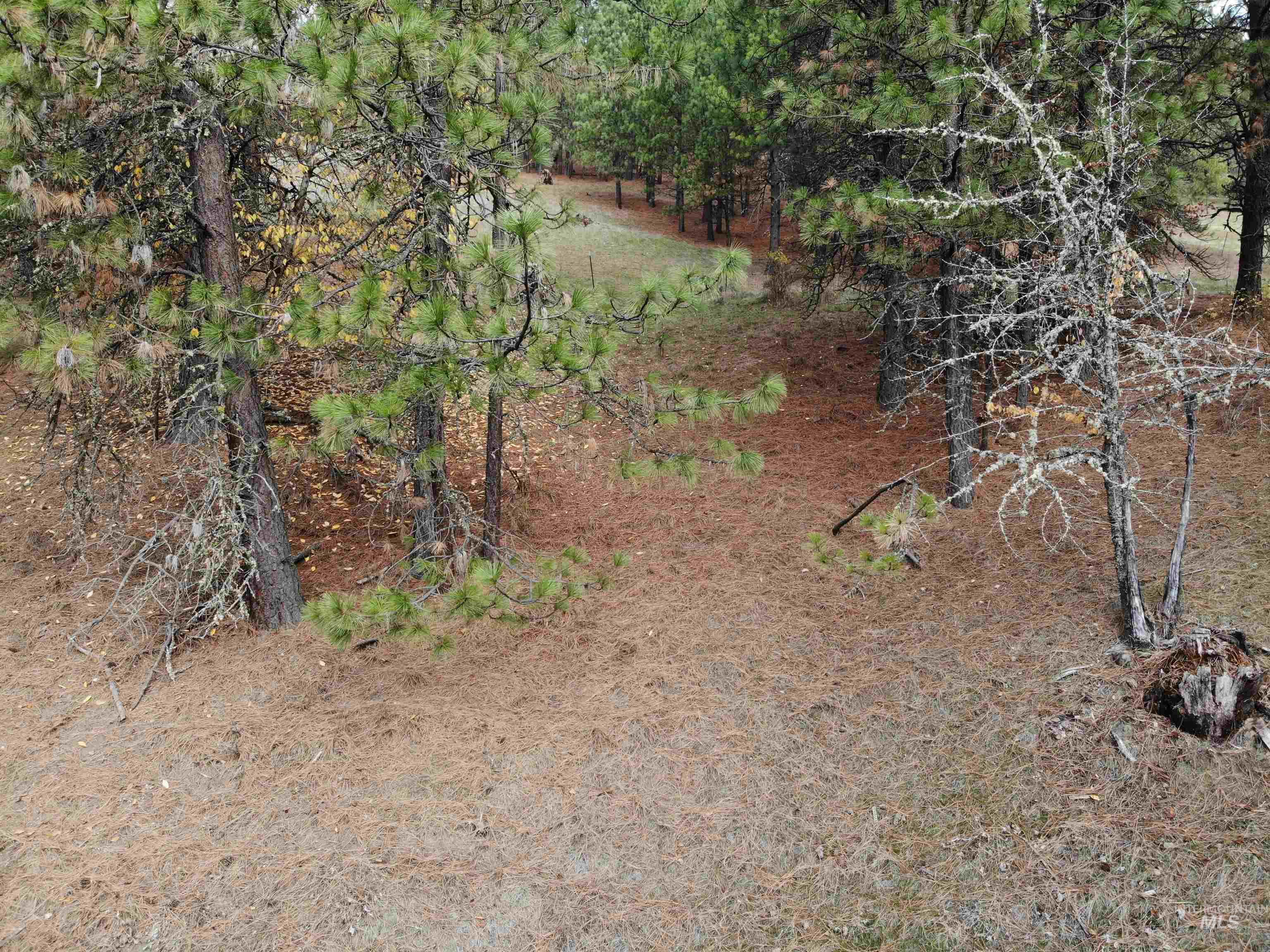 TBD Old Ahsahka Grade, Ahsahka, Idaho 83520, Land For Sale, Price $125,000,MLS 98925702