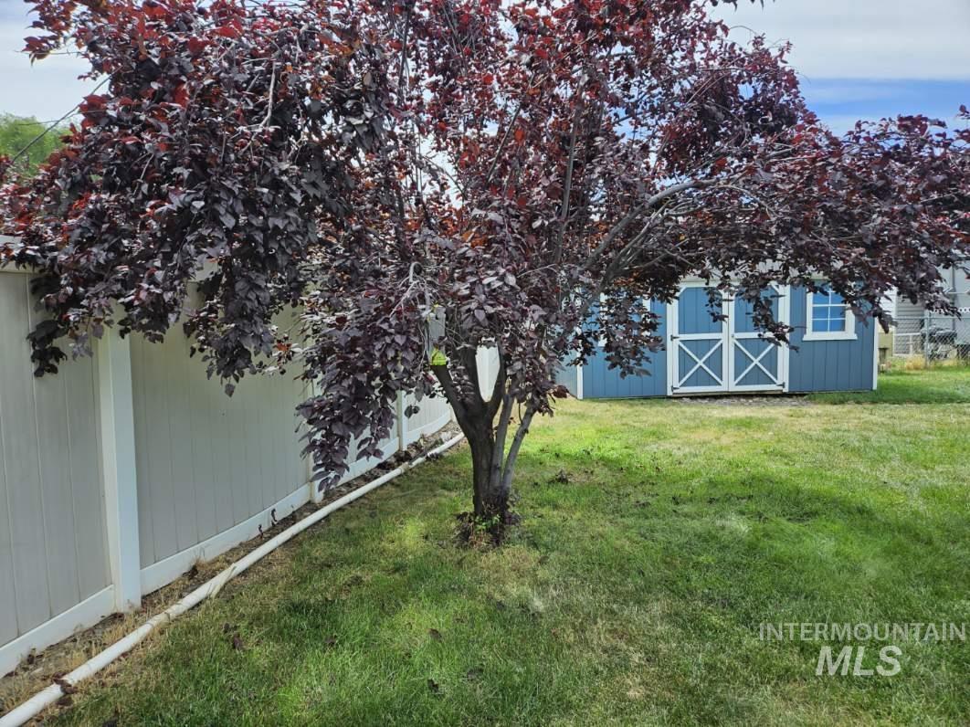 View of green lawn featuring a storage shed