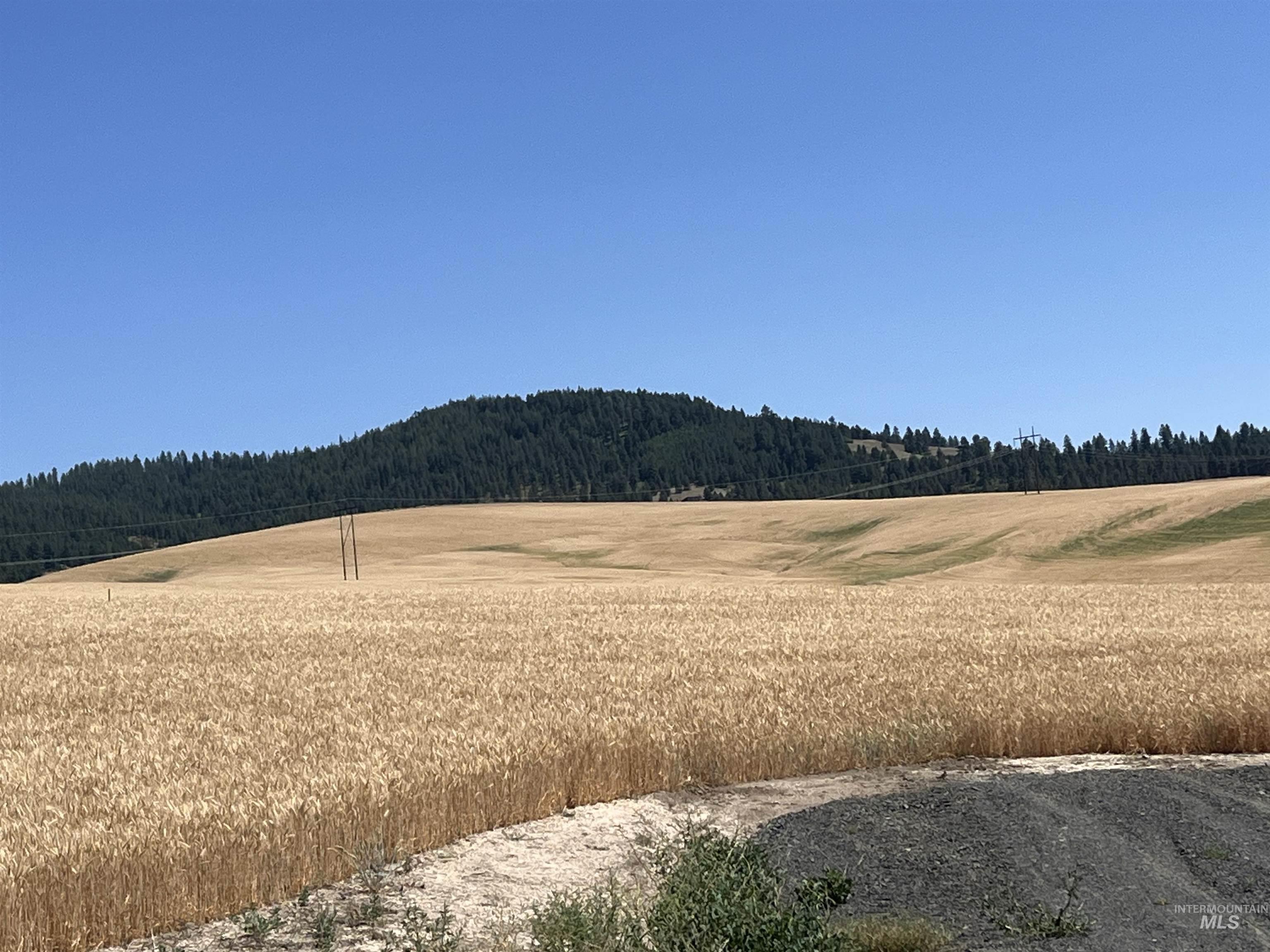 View of yard featuring a view of trees