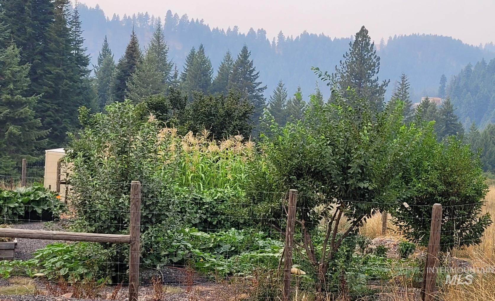 View of tree filled area