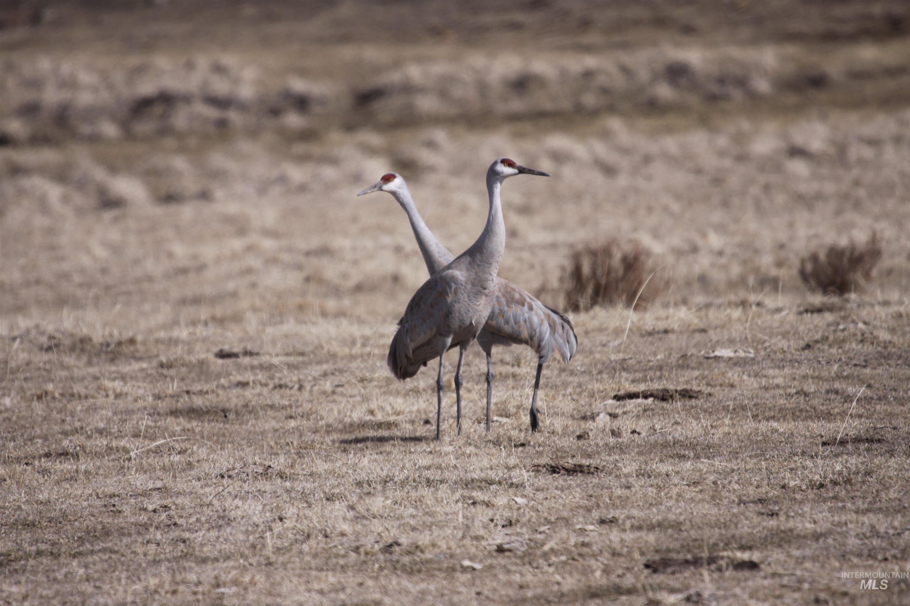 NE Little Camas Reservoir Road, Mountain Home, Idaho 83647, 3 Bedrooms, 2 Bathrooms, Farm & Ranch For Sale, Price $25,000,000, 98931946