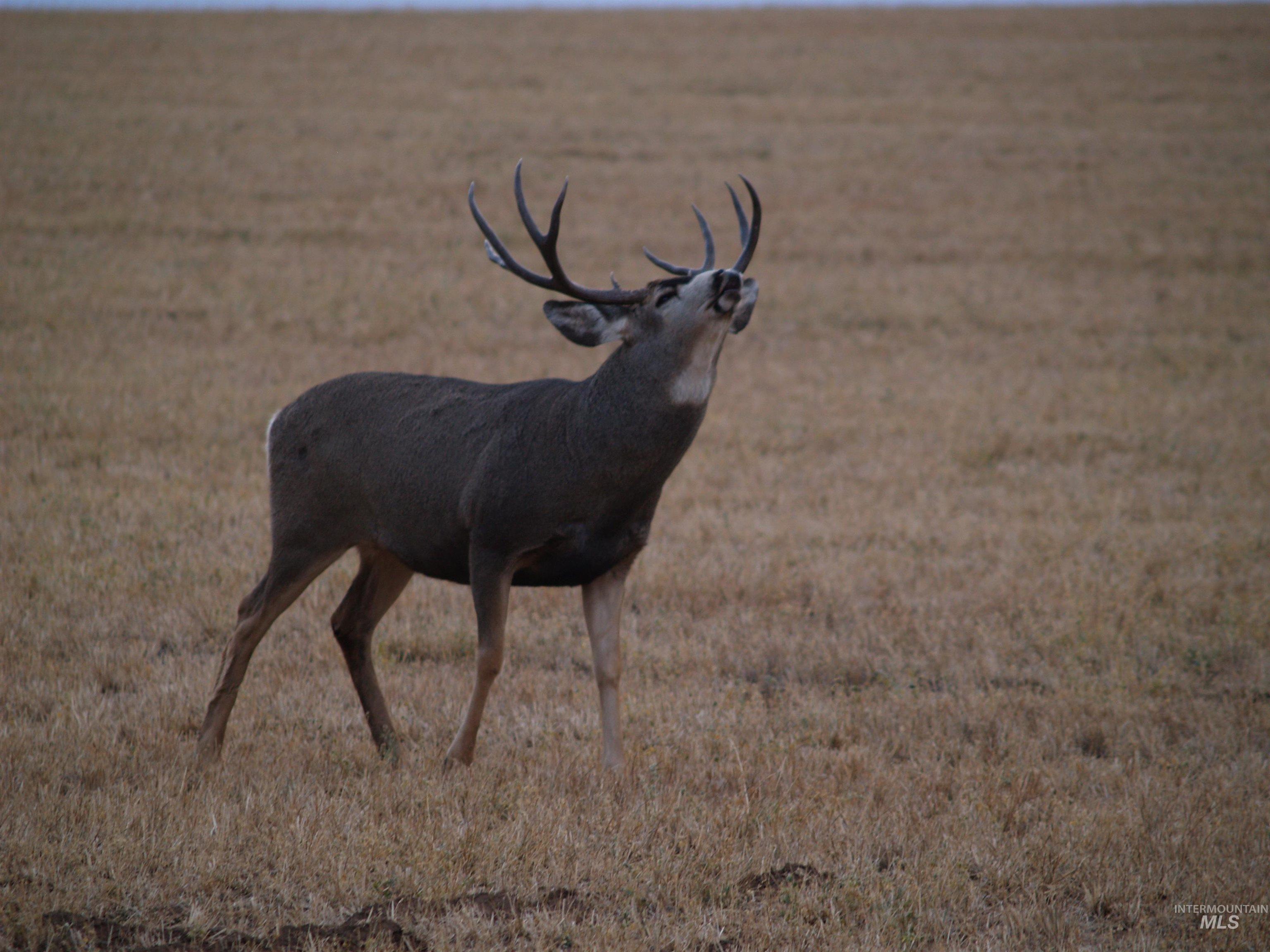 NE Little Camas Reservoir Road, Mountain Home, Idaho 83647, 3 Bedrooms, 2 Bathrooms, Farm & Ranch For Sale, Price $25,000,000, 98931946