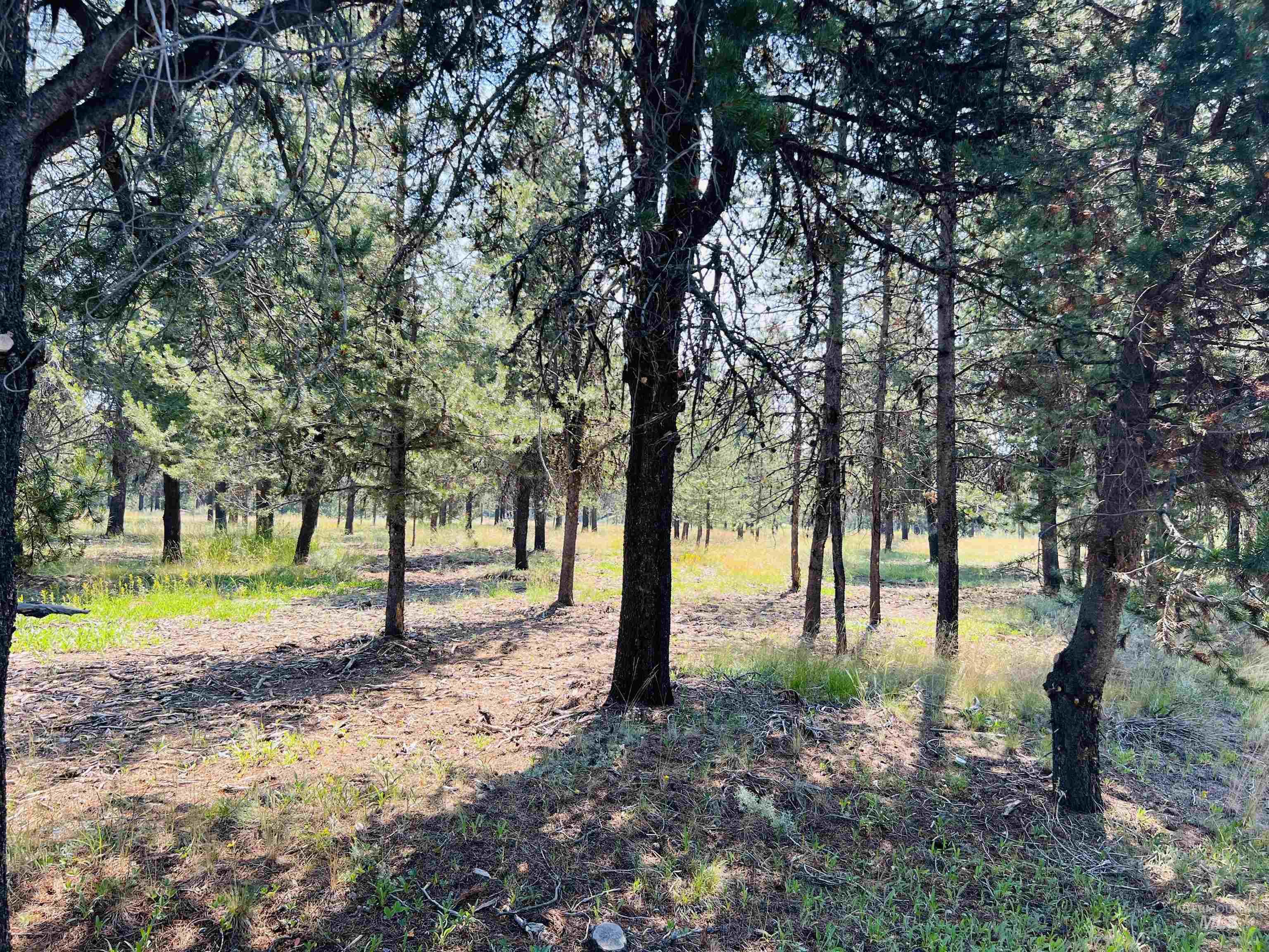 Lot 5 Coy Road, McCall, Idaho 83638, Land For Sale, Price $249,900,MLS 98932211