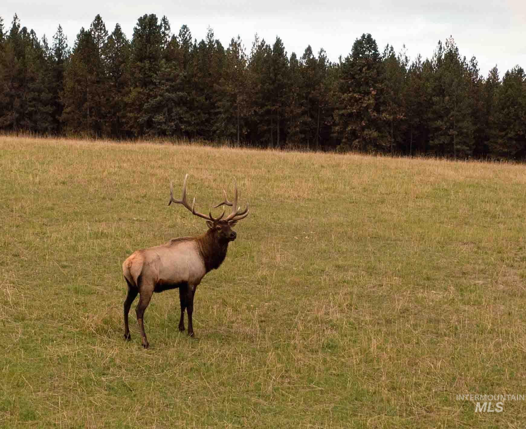 84658 Troy Rd., Wallowa, Oregon 97885, 3 Bedrooms, 2 Bathrooms, Farm & Ranch For Sale, Price $19,800,000, 98932366