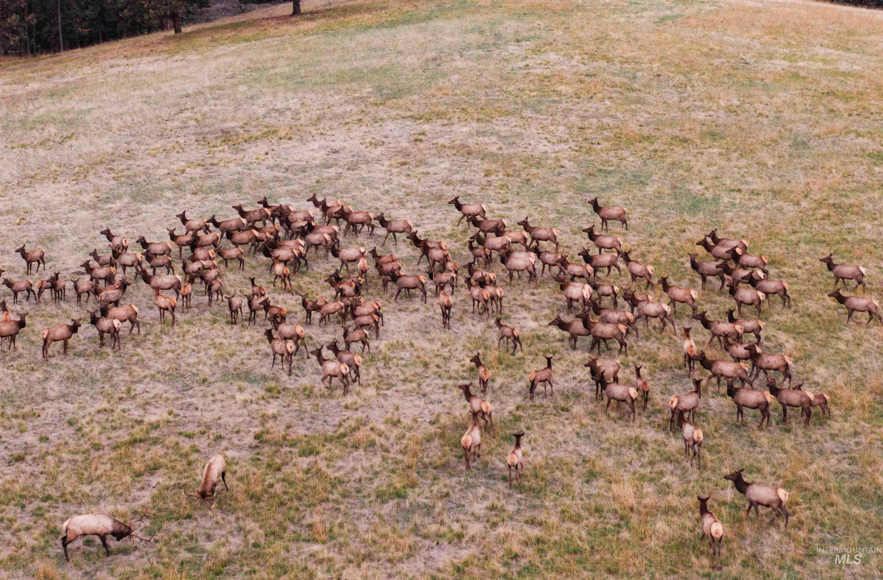 84658 Troy Rd., Wallowa, Oregon 97885, 3 Bedrooms, 2 Bathrooms, Farm & Ranch For Sale, Price $19,800,000, 98932366