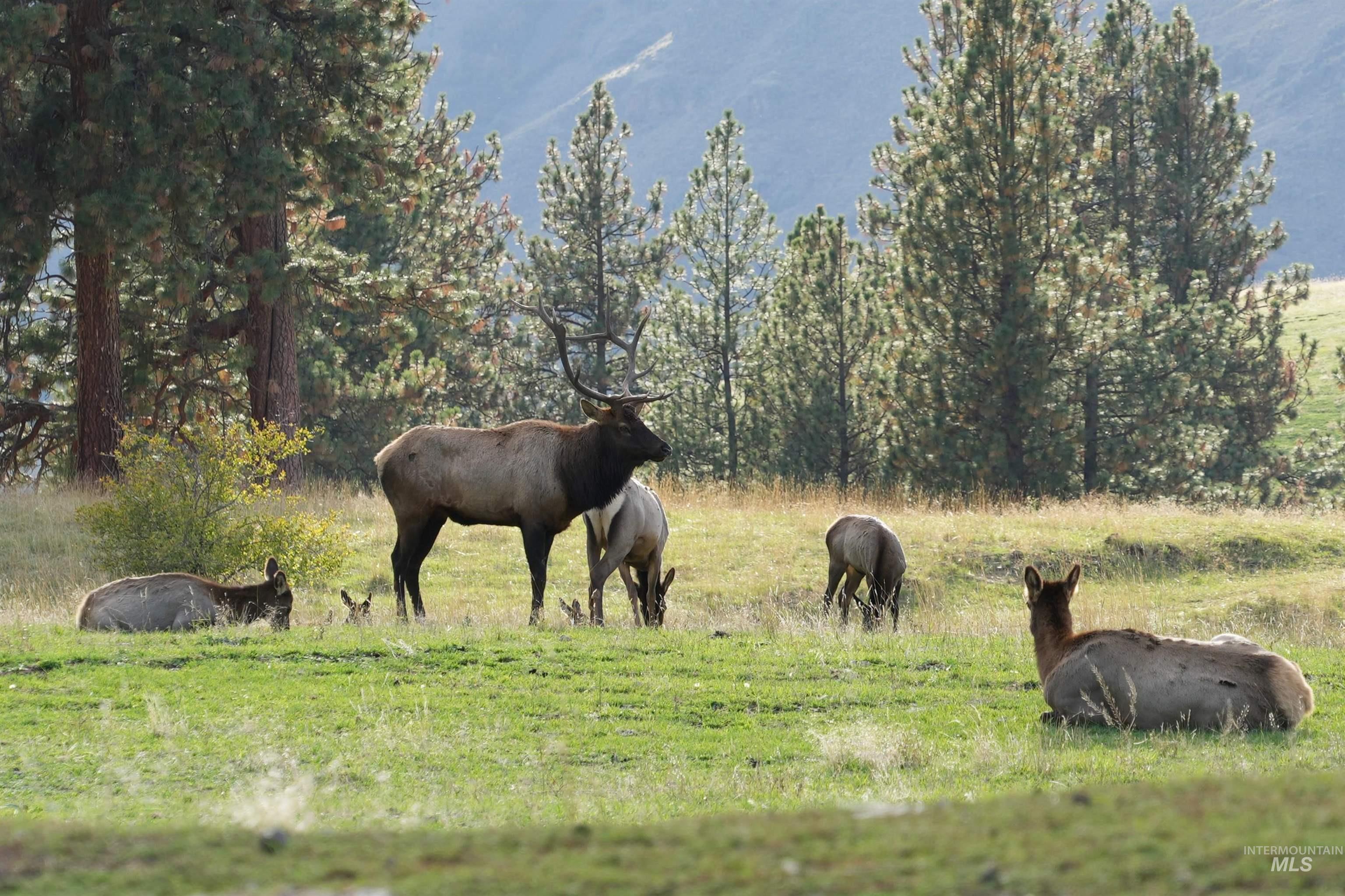 84658 Troy Rd., Wallowa, Oregon 97885, 3 Bedrooms, 2 Bathrooms, Farm & Ranch For Sale, Price $19,800,000, 98932366