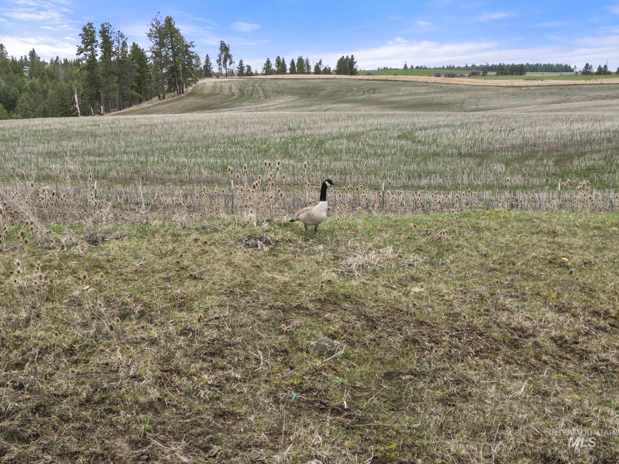2326 Reubens Road, Reubens, Idaho 83548, Land For Sale, Price $1,299,999, 98941075