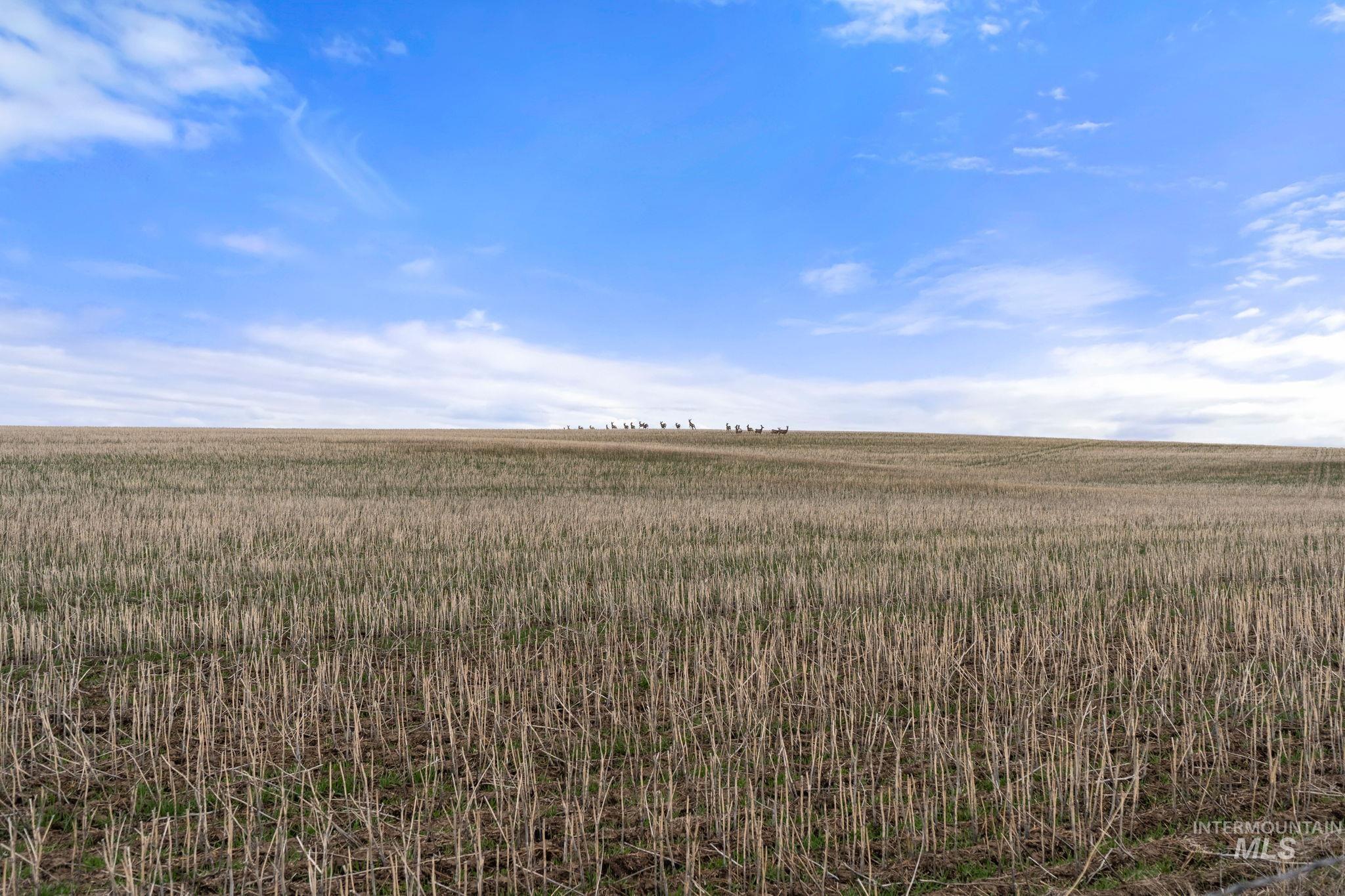 2326 Reubens Road, Reubens, Idaho 83548, Land For Sale, Price $1,299,999, 98941075