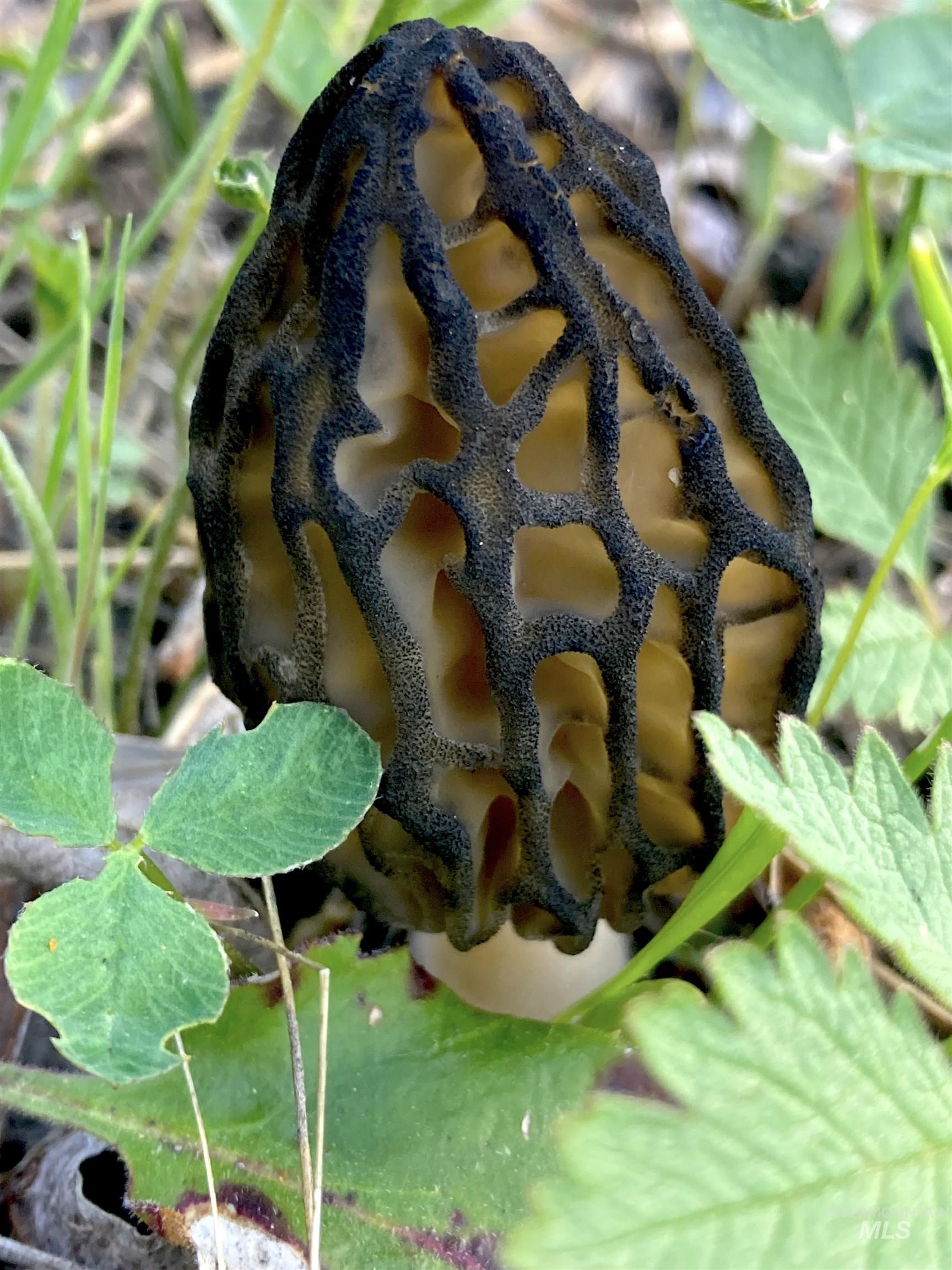 3869 Big Salmon River Rd, Riggins, Idaho 83549, 1 Bedroom, Farm & Ranch For Sale, Price $1,100,000, 98941259