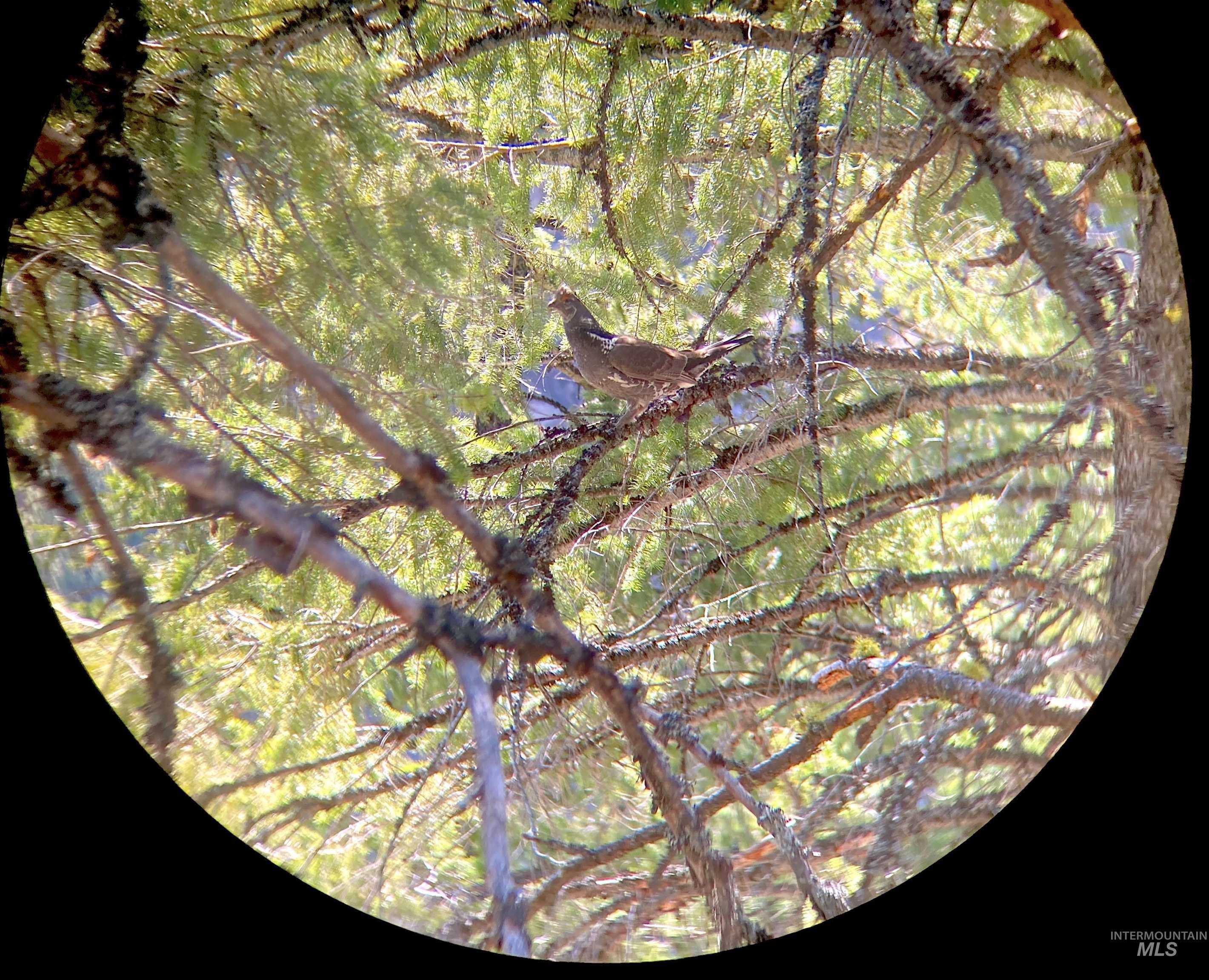 3869 Big Salmon River Rd, Riggins, Idaho 83549, 1 Bedroom, Farm & Ranch For Sale, Price $1,100,000, 98941259