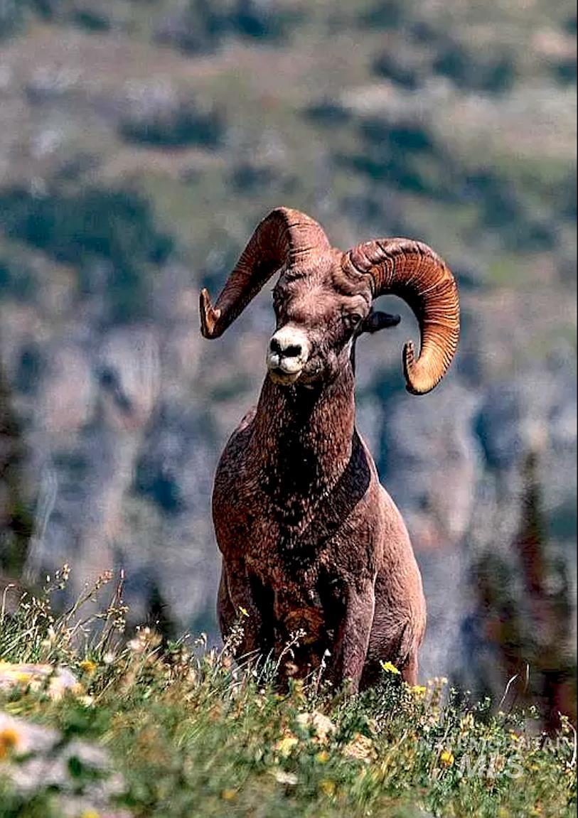 3869 Big Salmon River Rd, Riggins, Idaho 83549, 1 Bedroom, Farm & Ranch For Sale, Price $1,100,000, 98941259