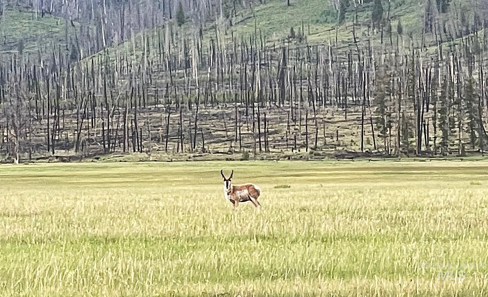 TBD Hwy 21, Stanley, Idaho 83278, Land For Sale, Price $2,500,000, 98943705