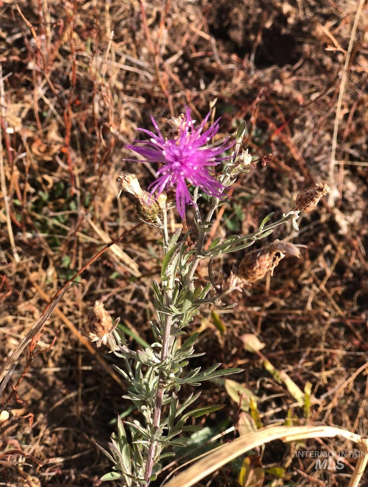 Lot 31 Cross Timber Loop, Garden Valley, Idaho 83622, Land For Sale, Price $268,900, 98943812