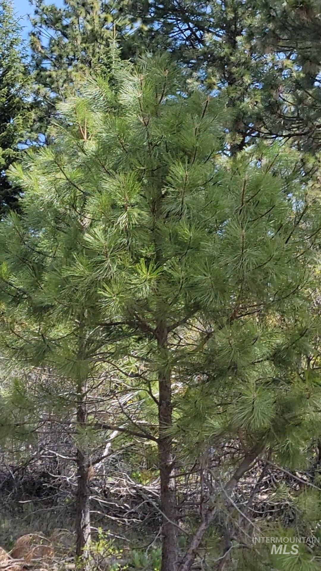 TBD TBD, Cambridge, Idaho 83610, Land For Sale, Price $252,000, 98944070