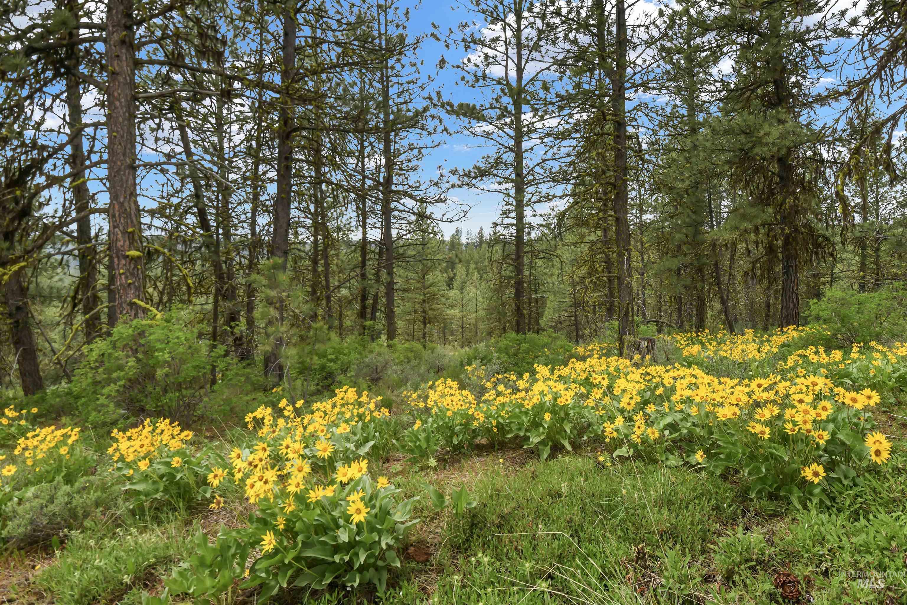Lot 7 Van Dorn Dr., New Meadows, Idaho 83654, Land For Sale, Price $249,900, 98945812