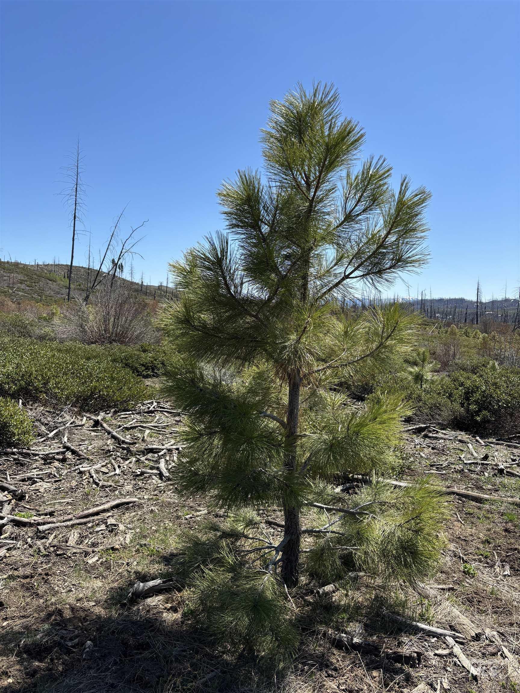 TBD Lester Creek Rd, Mountain Home, Idaho 83647, Land For Sale, Price $999,950, 98945953