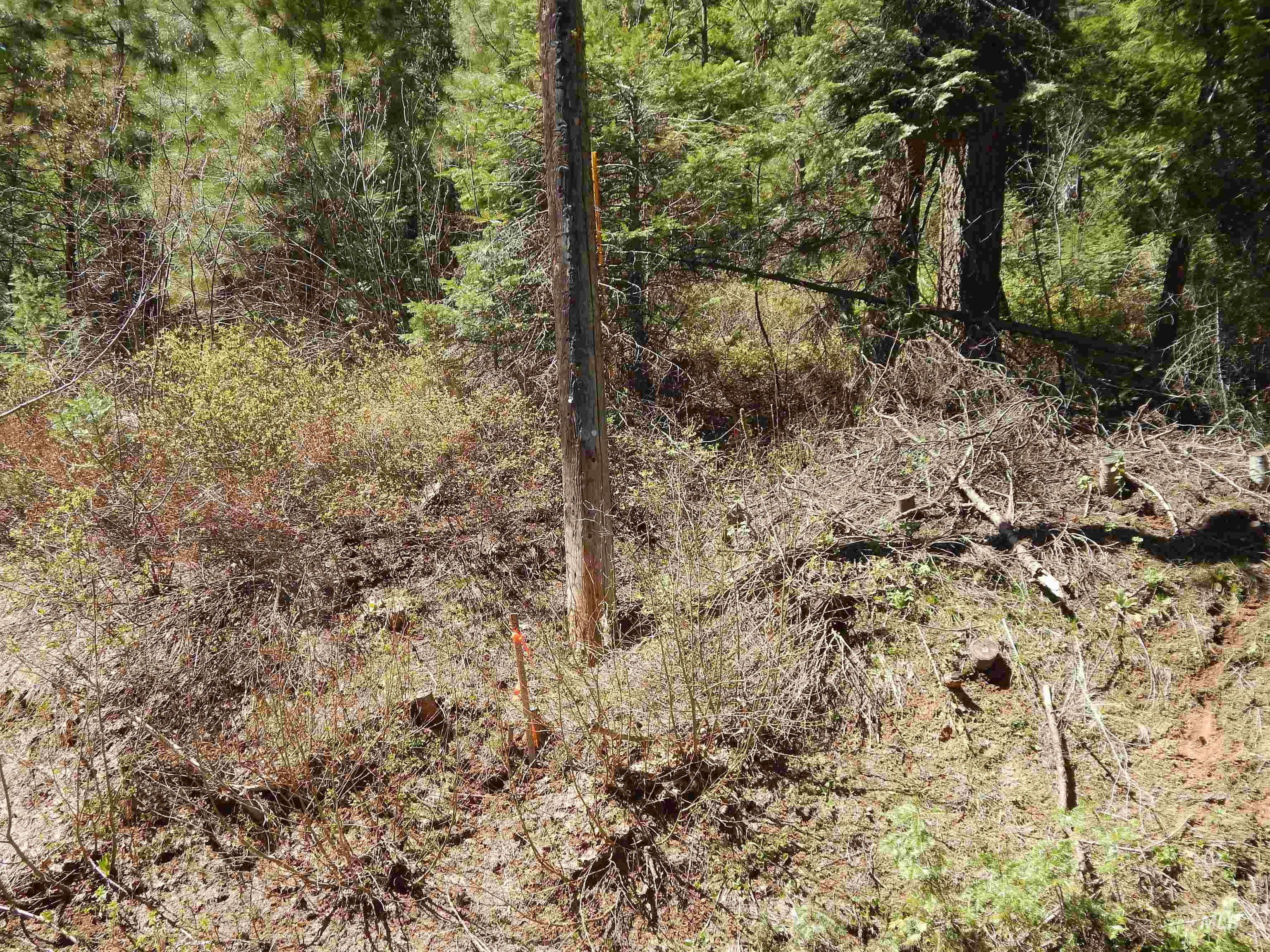 1601 Bear Trail Loop, Donnelly, Idaho 83615, Land For Sale, Price $199,000, 98946467