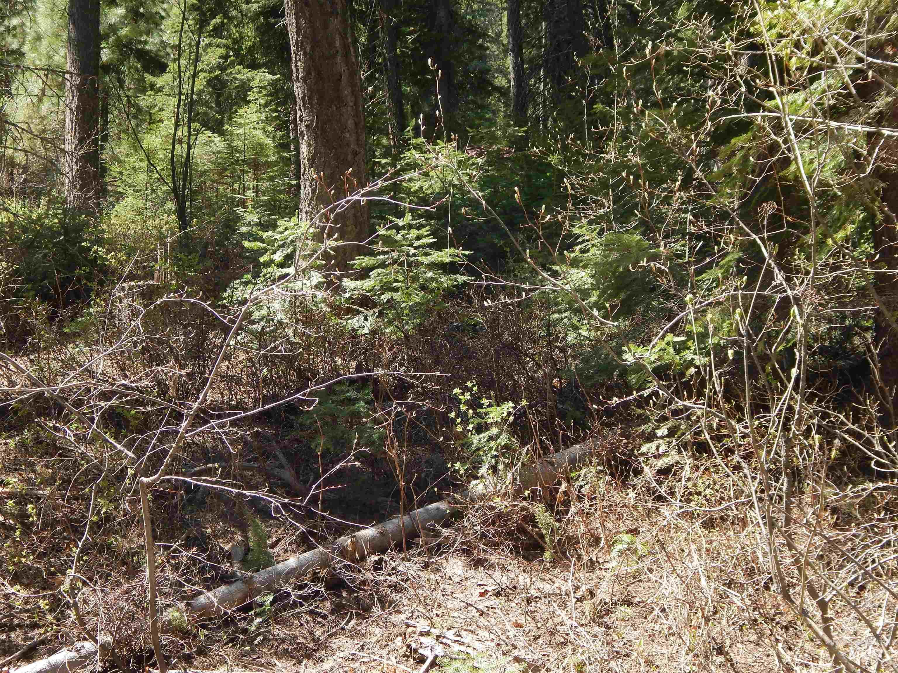 1601 Bear Trail Loop, Donnelly, Idaho 83615, Land For Sale, Price $199,000, 98946467