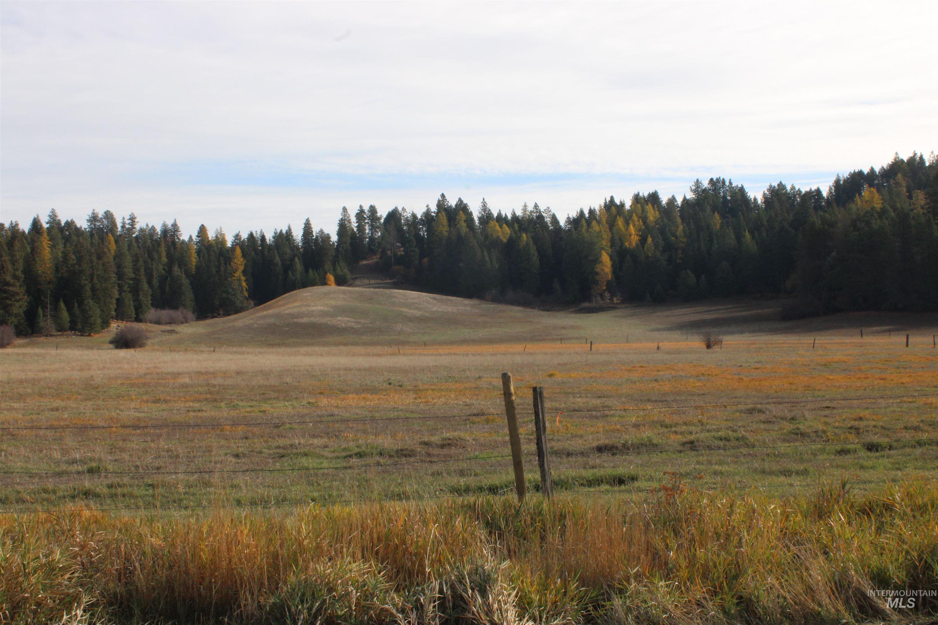 View of tree filled area