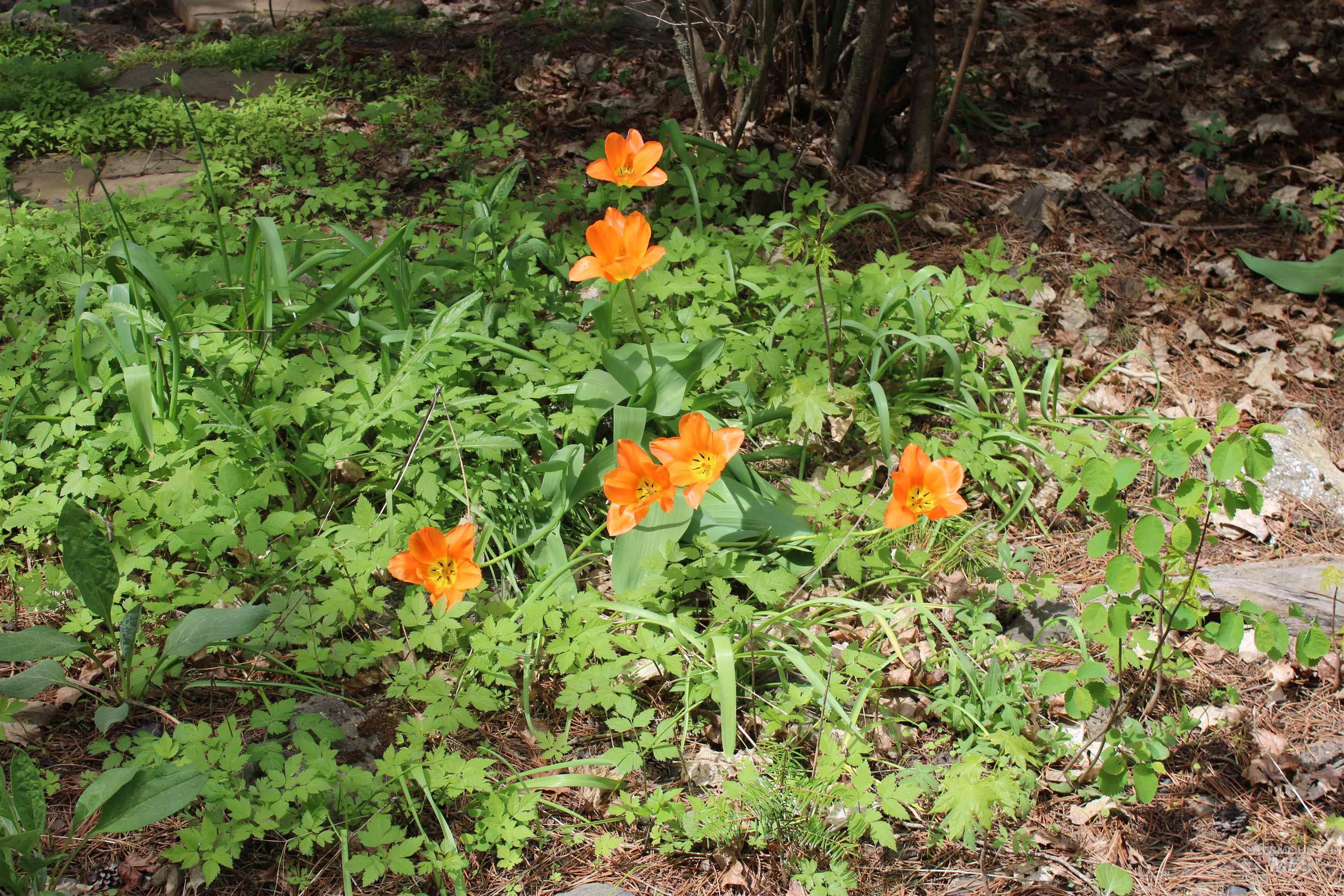 1021 Claypit Rd, Troy, Idaho 83871, 3 Bedrooms, 2 Bathrooms, Residential For Sale, Price $875,000, 98946788