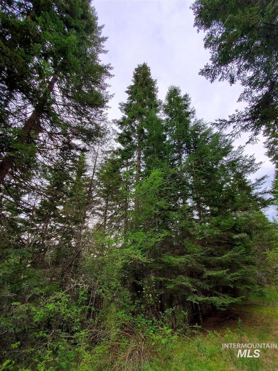 TBD Clearwater Rd, Stites, Idaho 83552, Land For Sale, Price $658,000, 98946794