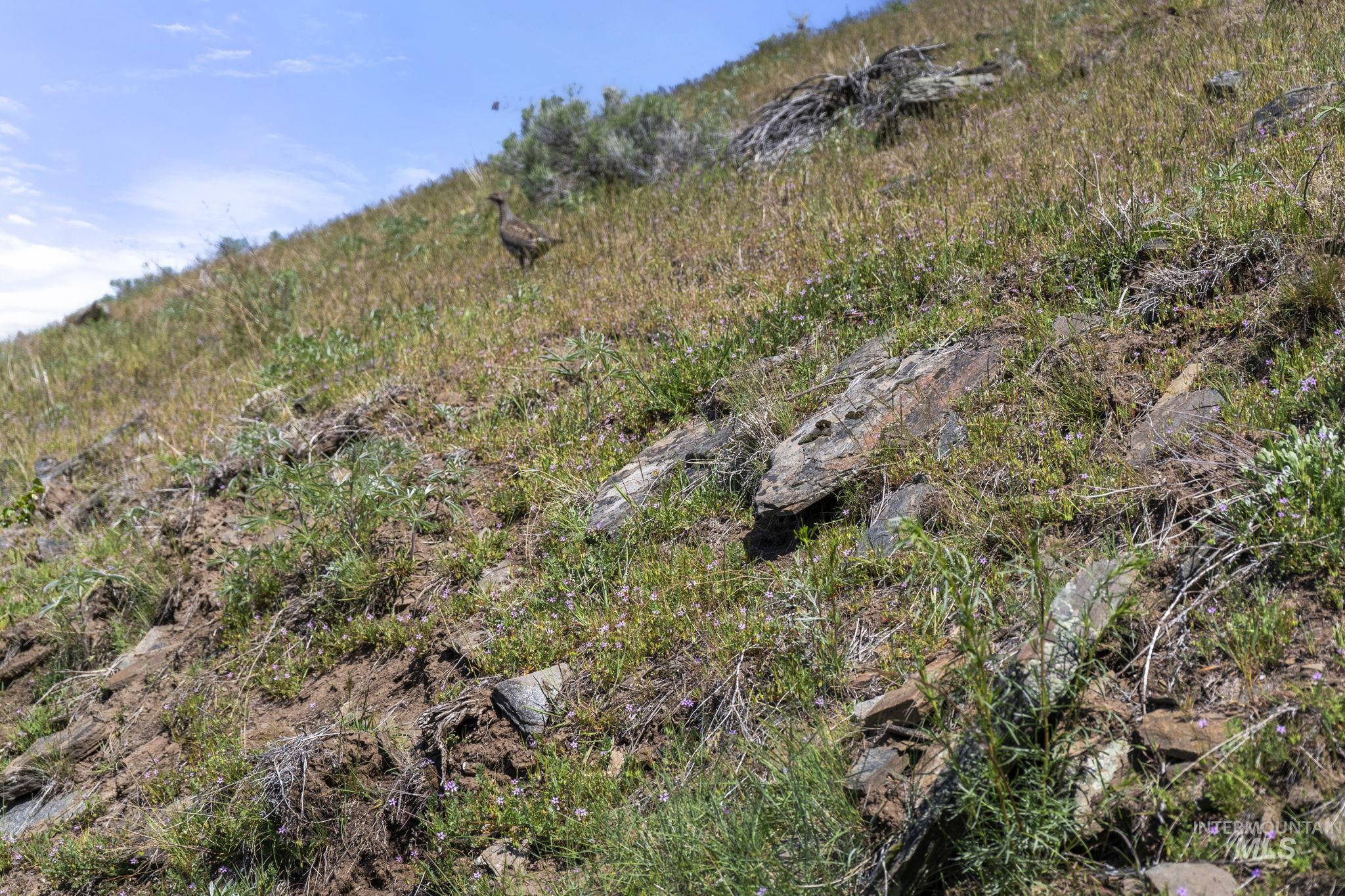 TBD Lightning Creek, Riggins, Idaho 83549, Farm & Ranch For Sale, Price $7,100,000, 98946876